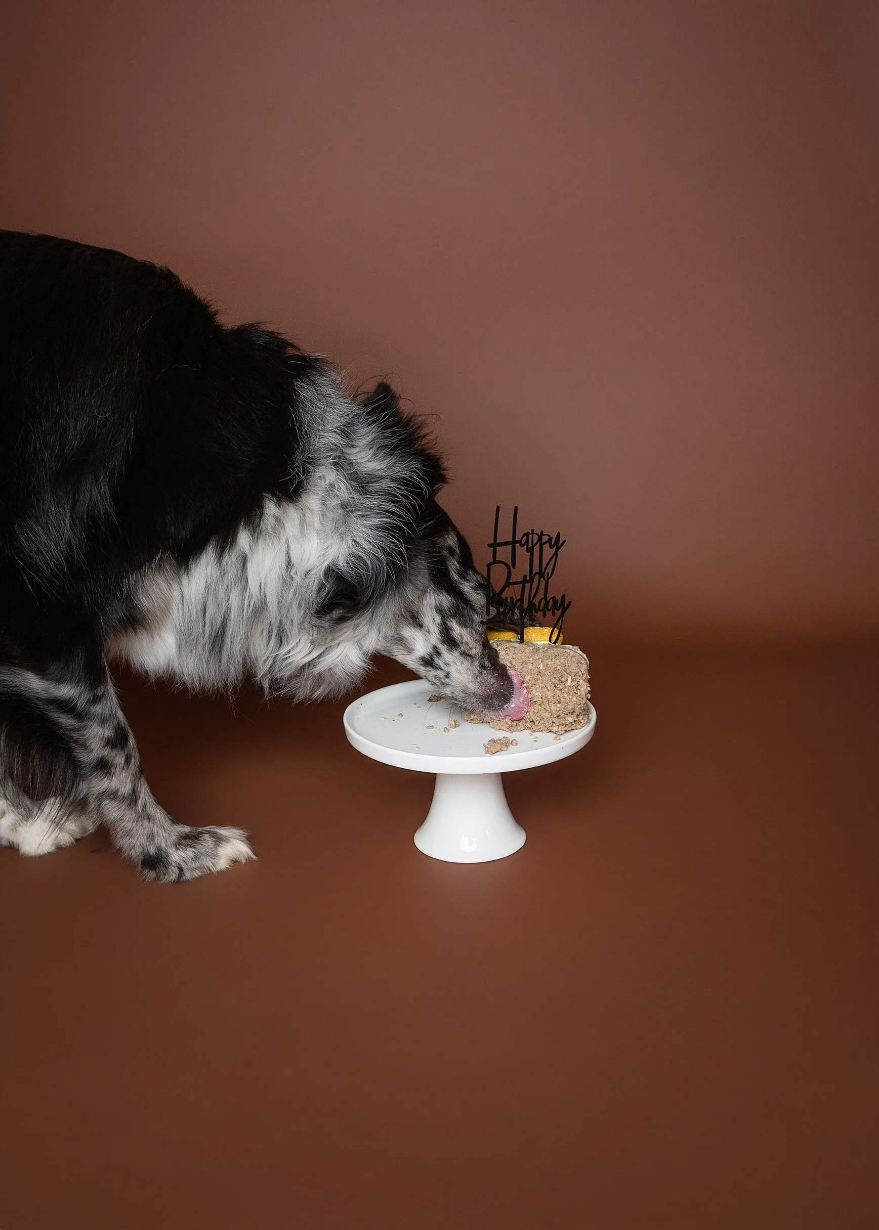Dog cake smash Adelaide -65.jpg
