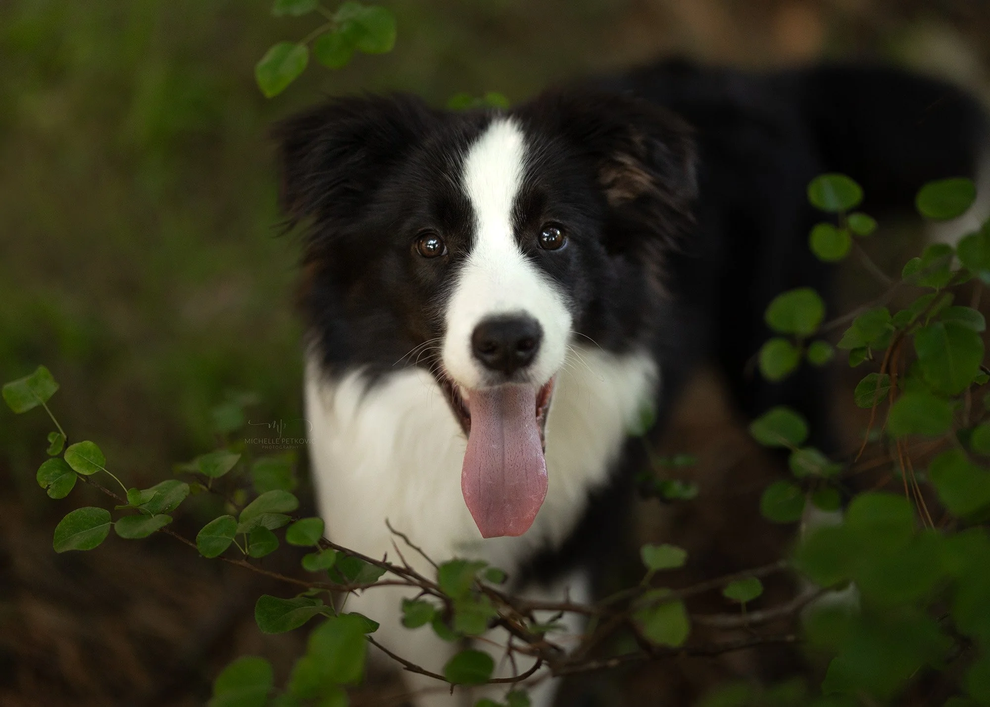 Dog Photography Adelaide -05.jpg