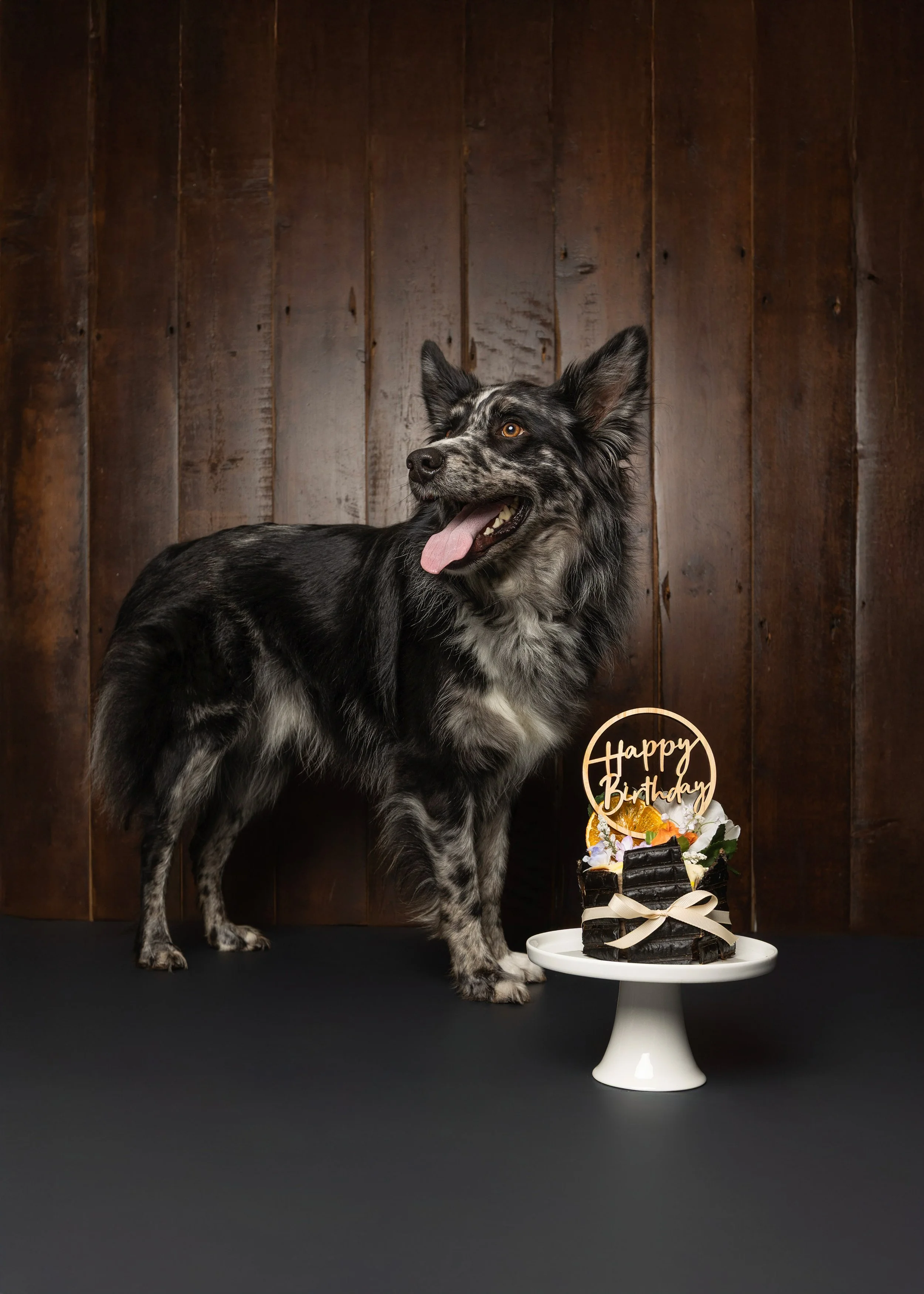 Dog Cake Smash Adelaide -05.jpg
