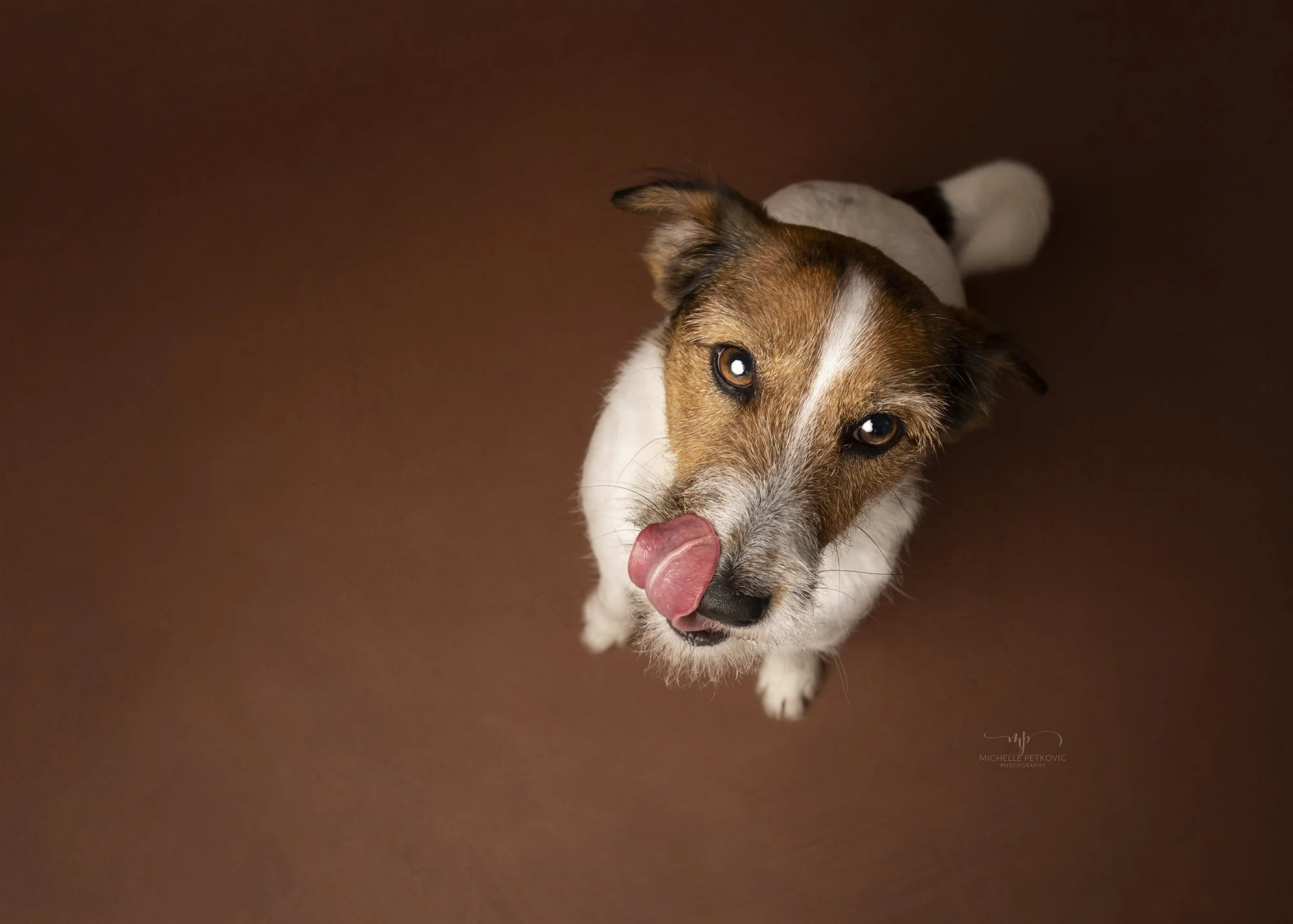 Dog photographer Adelaide -04.jpg
