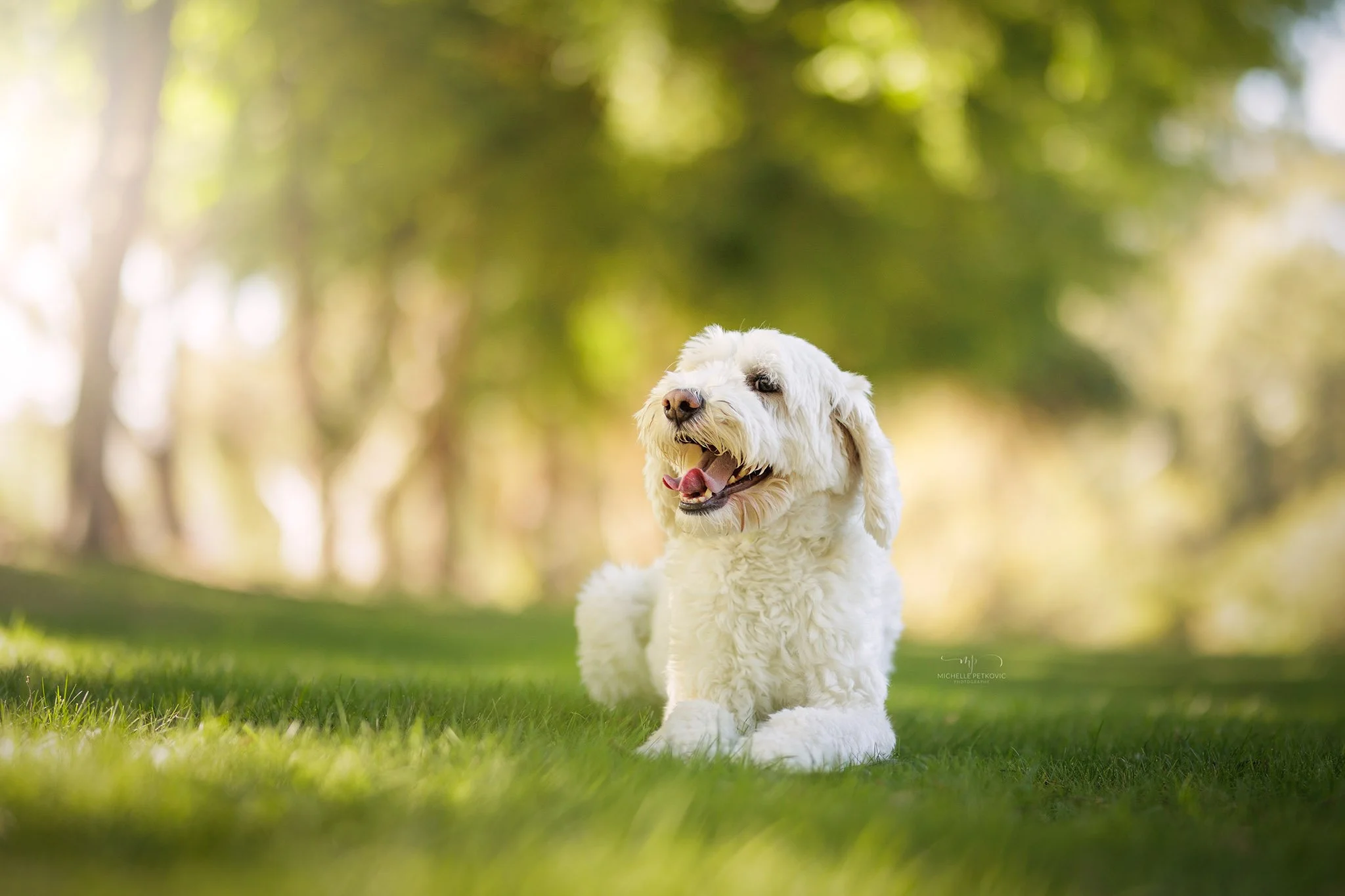 Paws Adventure -055.jpg