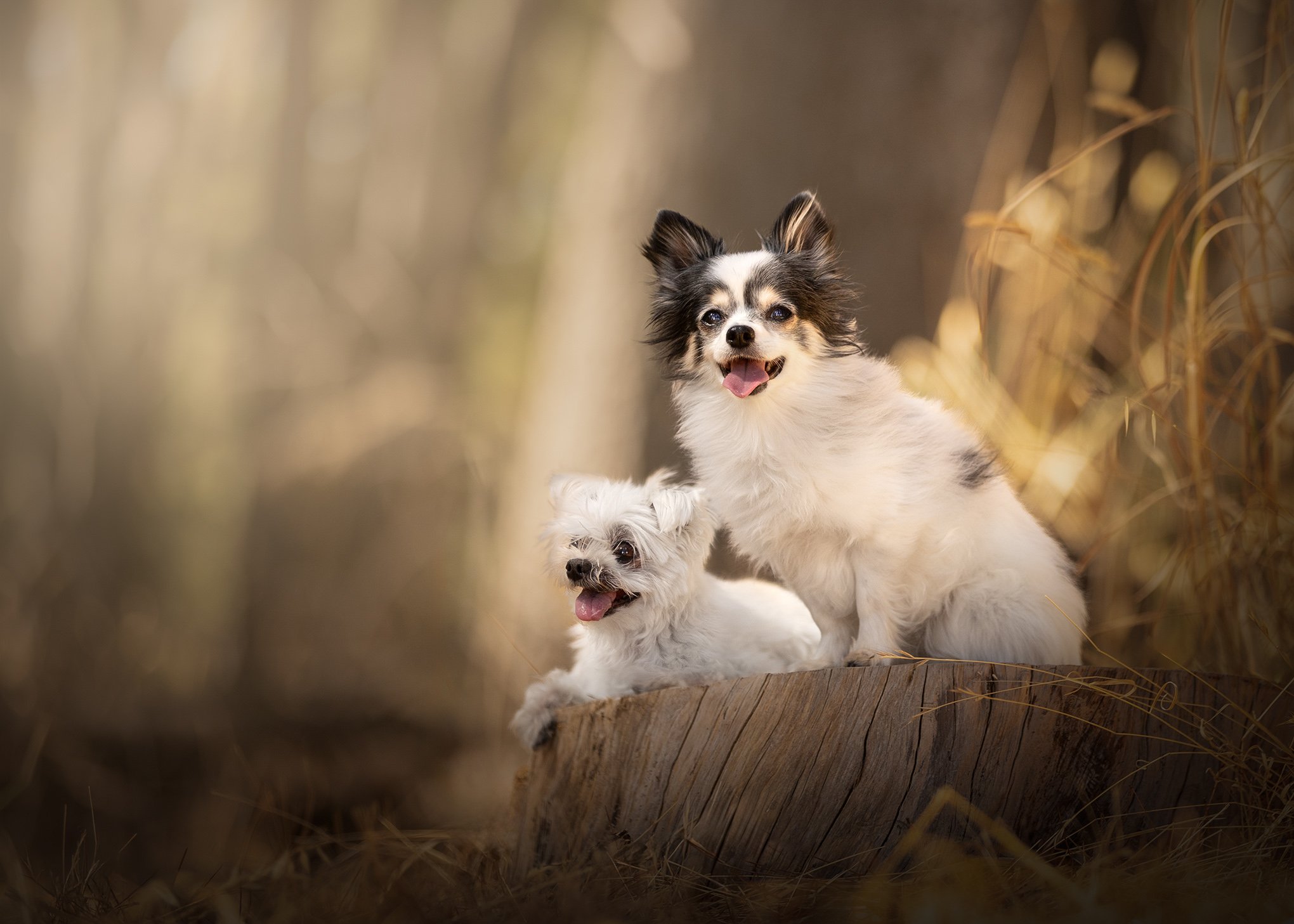 Dog Photos Adelaide -09.jpg