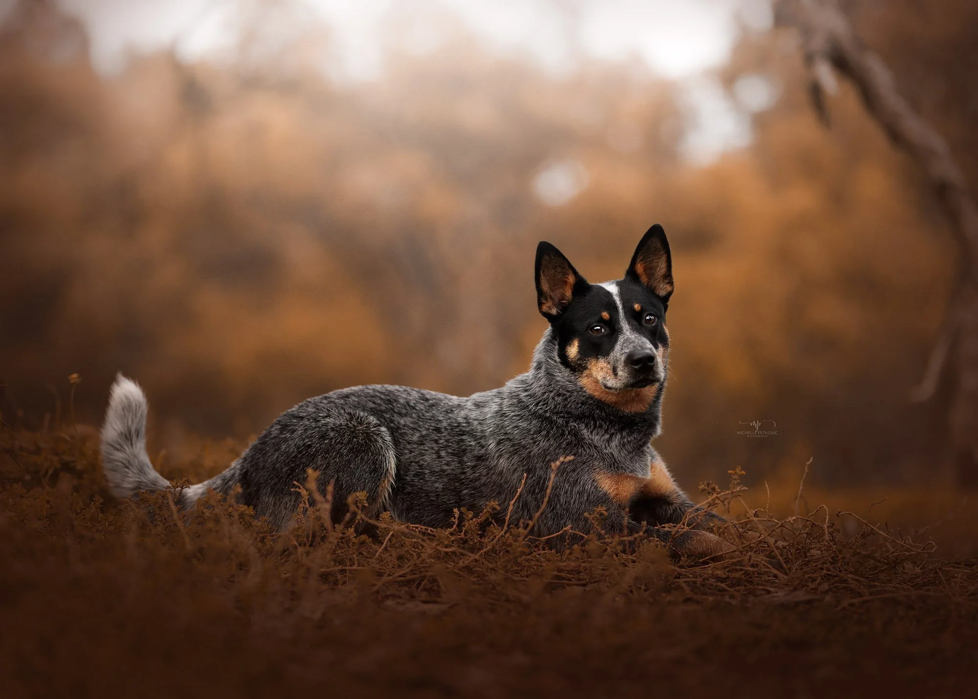 Blue Heeler Photography -04.jpg