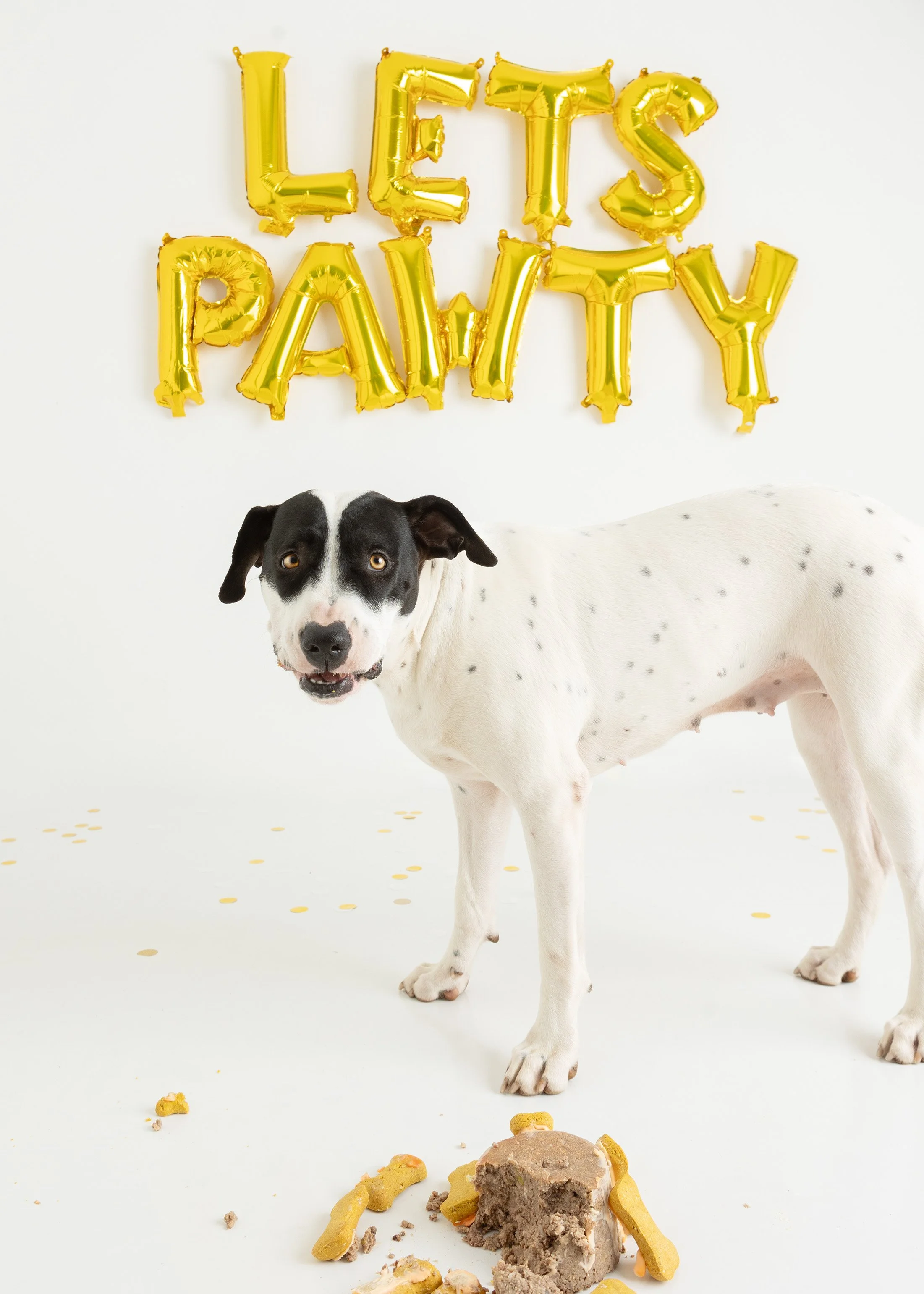 Dog cake smash Adelaide -49.jpg