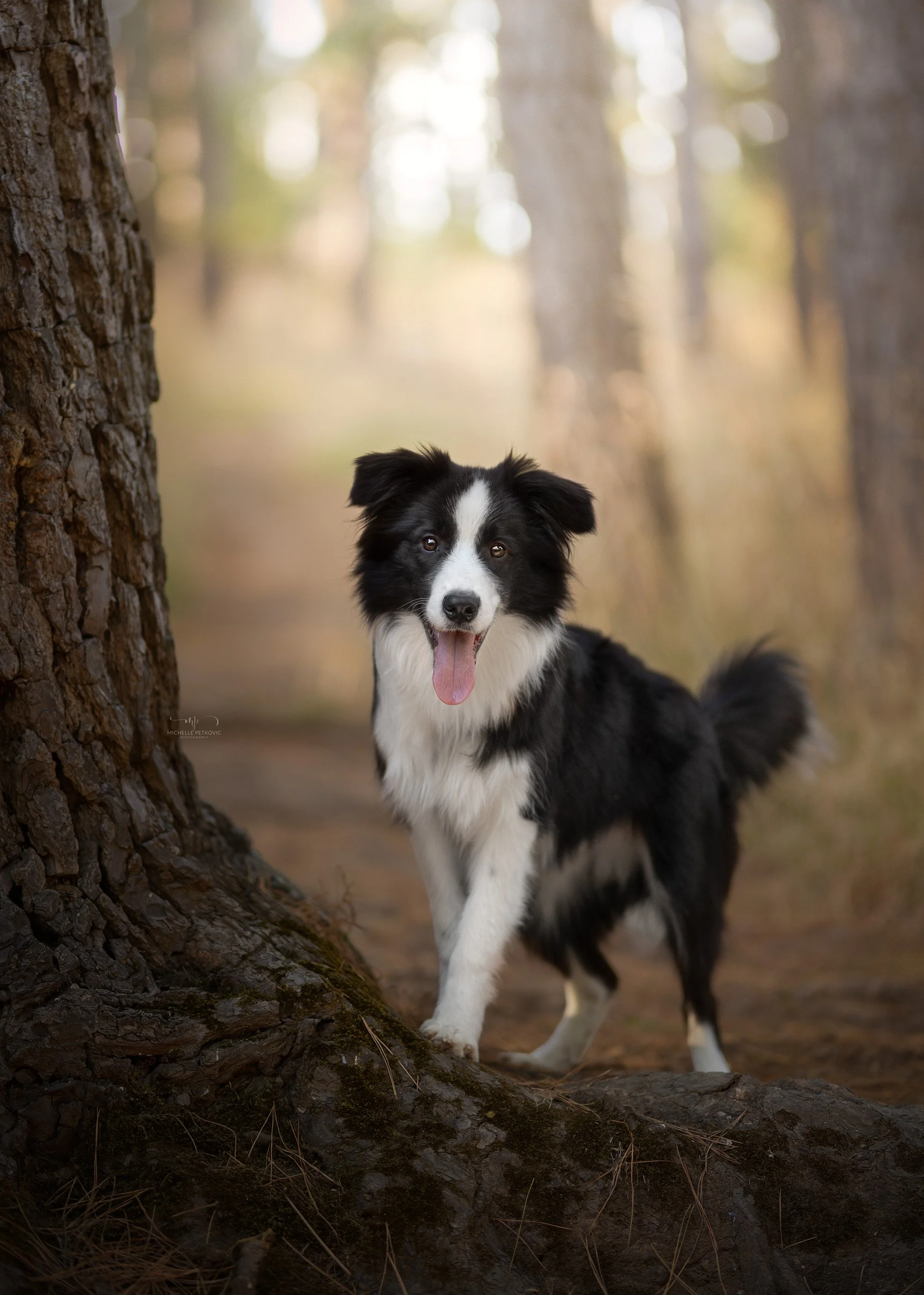 Dog Photography Adelaide -08.jpg