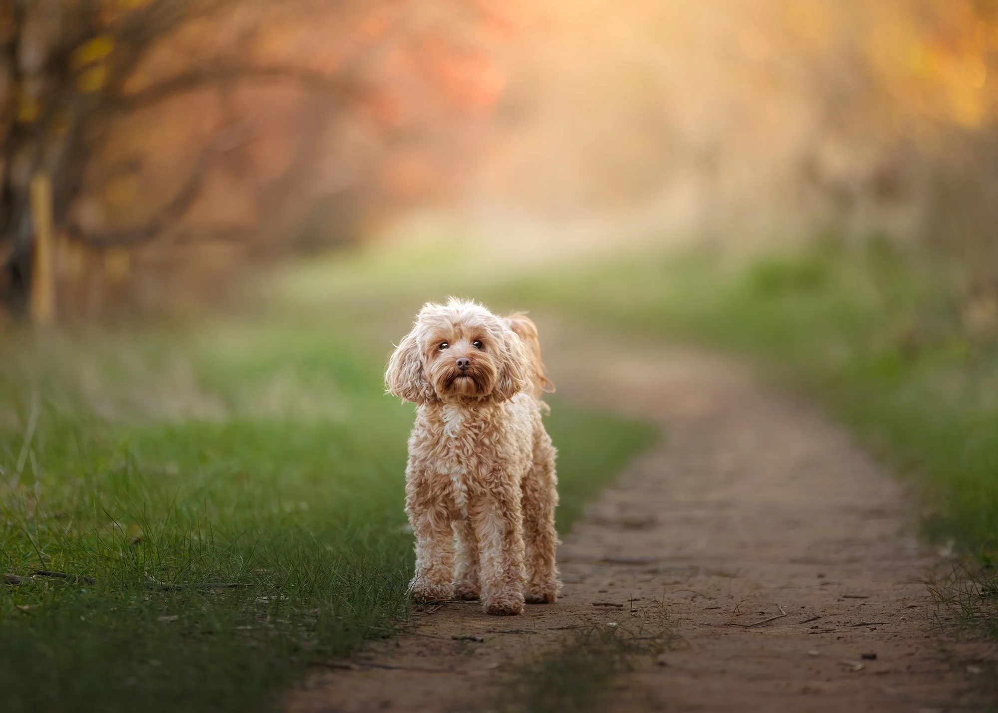 Dog Photos Adelaide -42.jpg