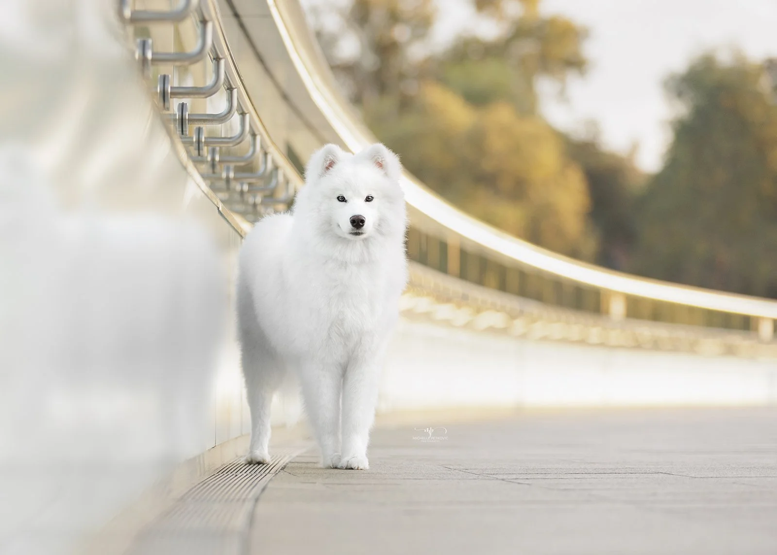 w-20240527-PETKOVIC -01.jpg