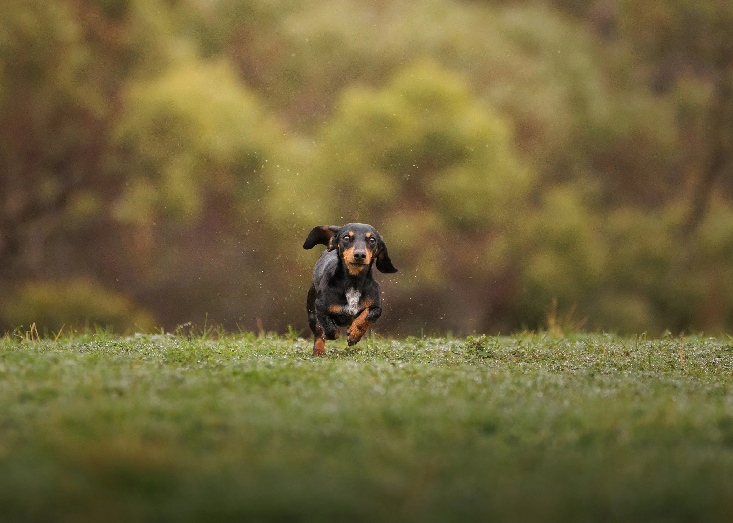 Frankie -10.jpg