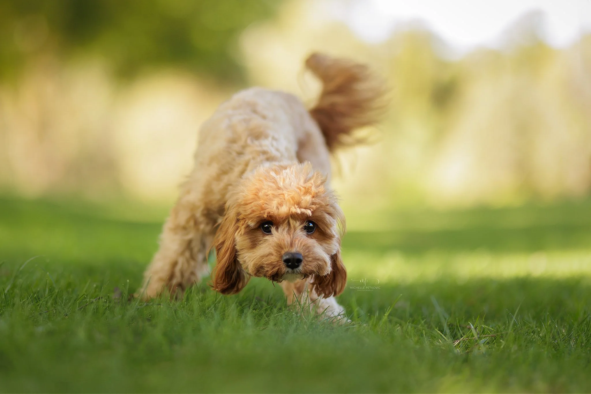 Paws Adventure -076.jpg