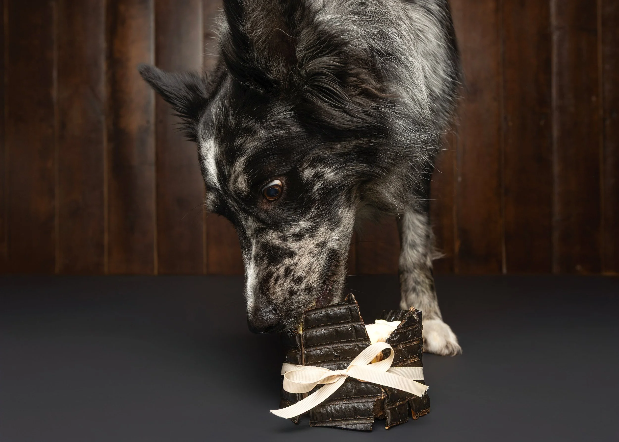 Dog Cake Smash Adelaide -07.jpg