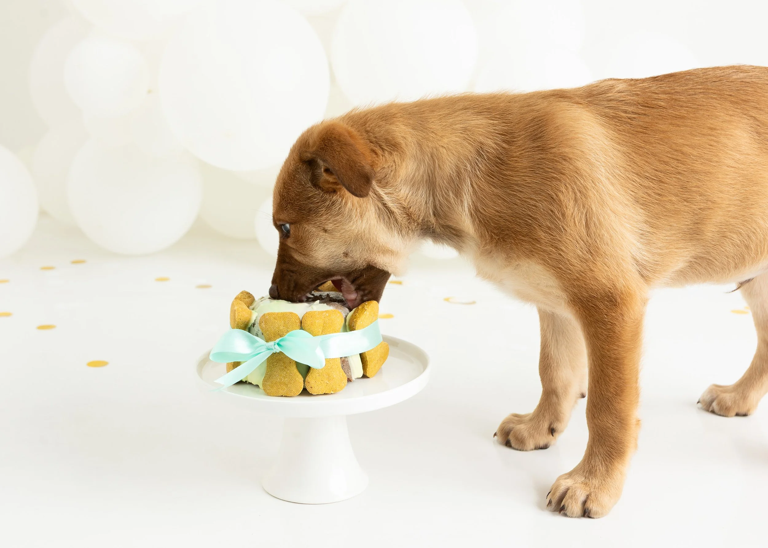 Dog cake smash Adelaide -27.jpg