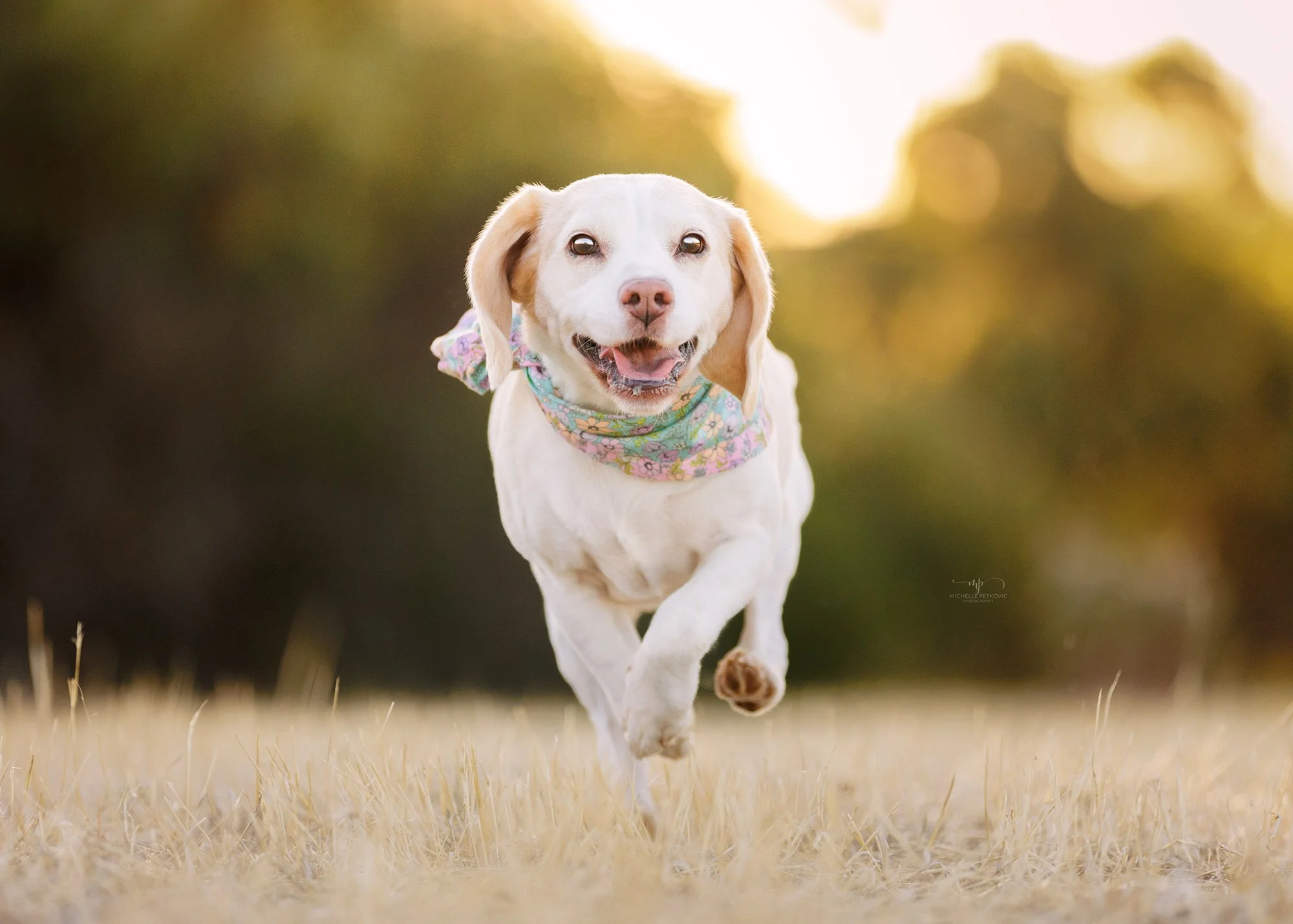 Dog Photography Adelaide -48.jpg