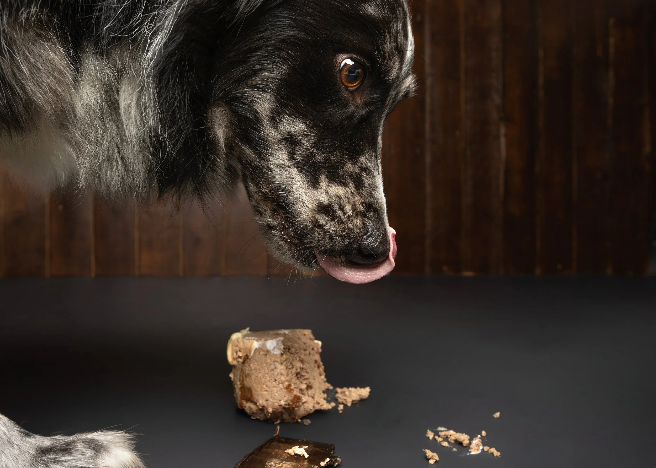 Dog Cake Smash Adelaide -09.jpg