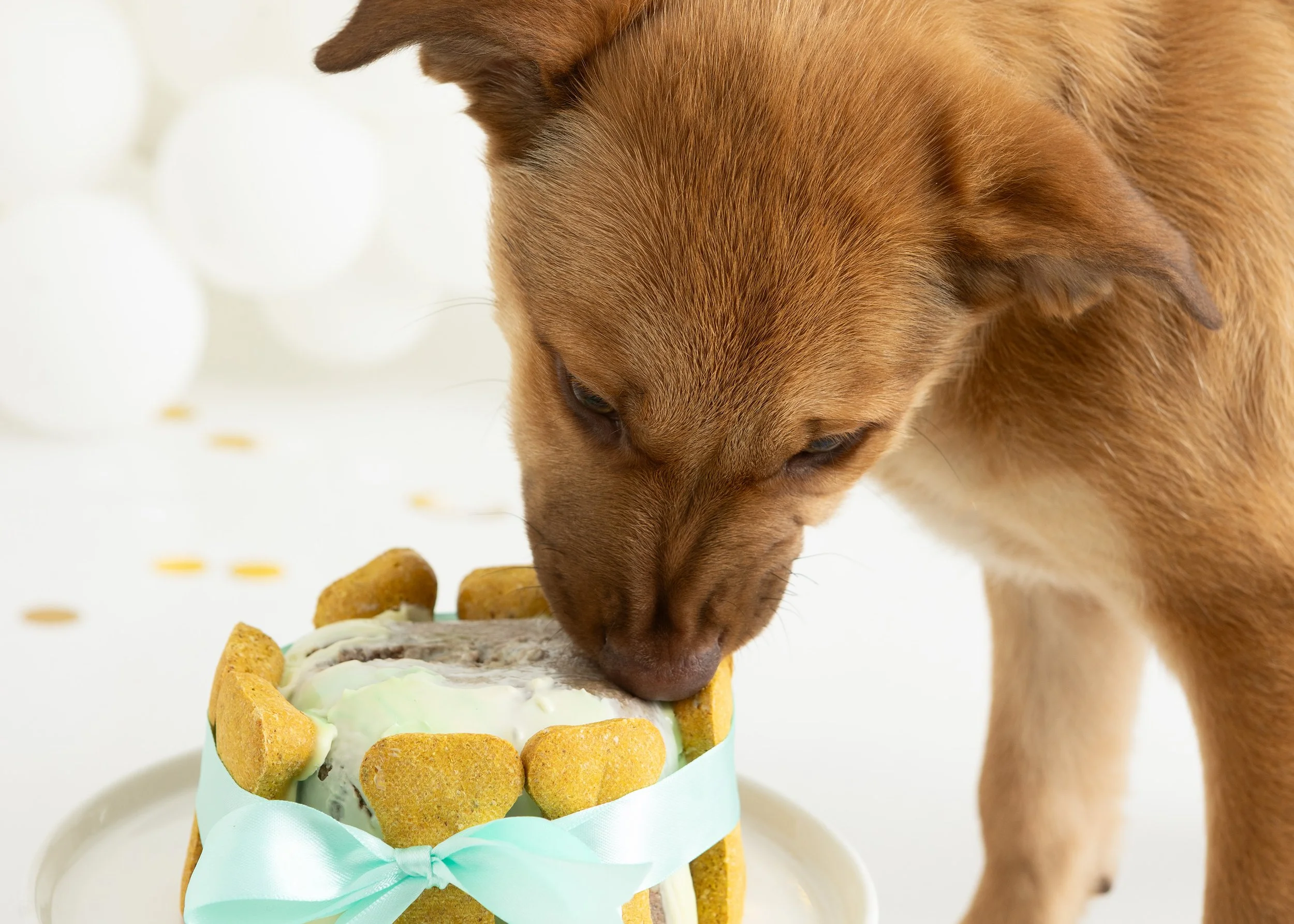Dog cake smash Adelaide -25.jpg