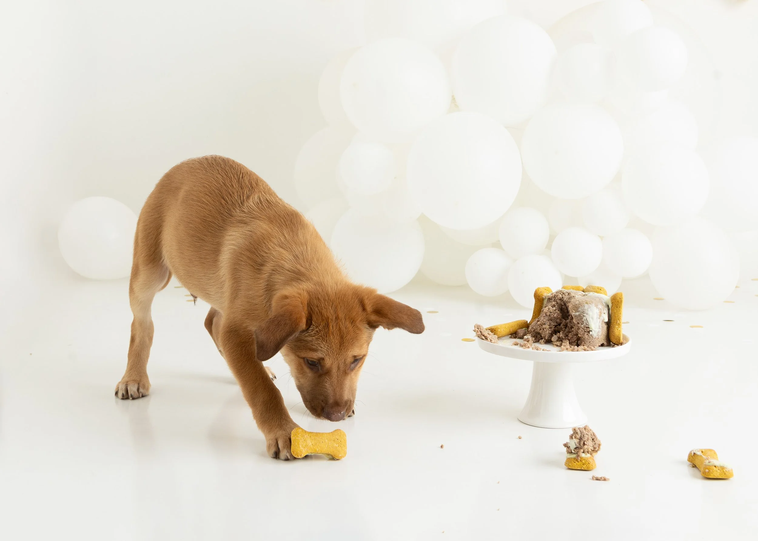 Dog cake smash Adelaide -31.jpg