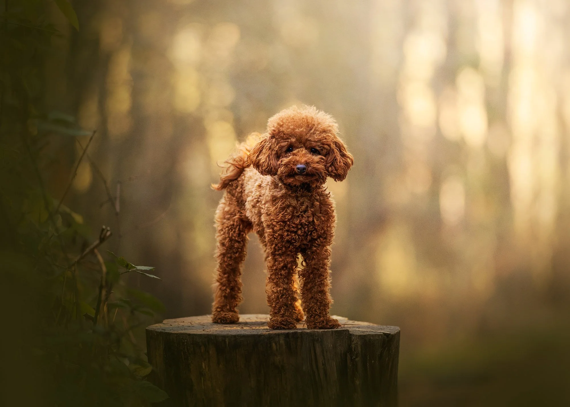 Dog Photos Adelaide -25.jpg