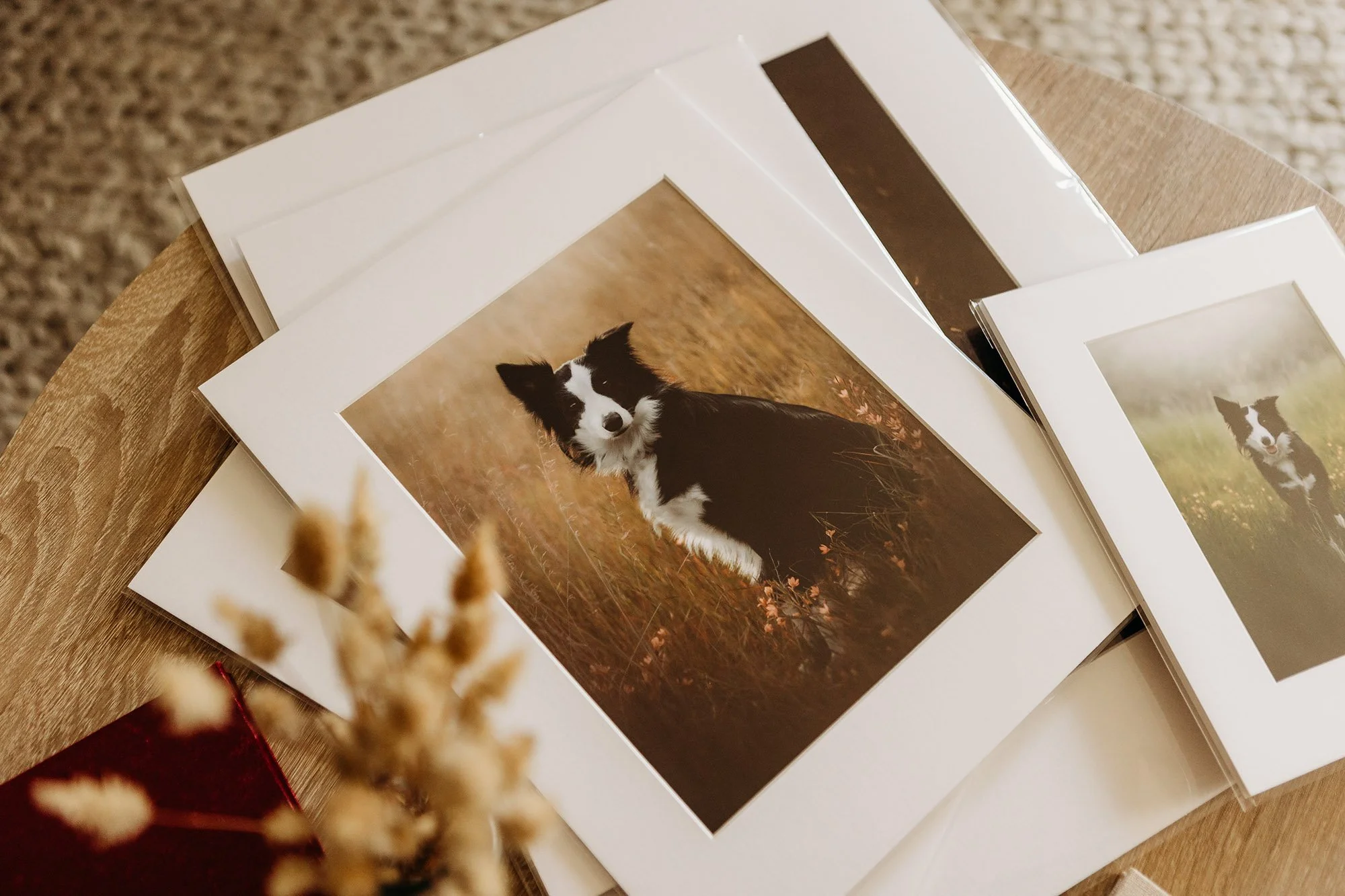 Photographic prints of dogs taken by Michelle Petkovic Photography in Adelaide