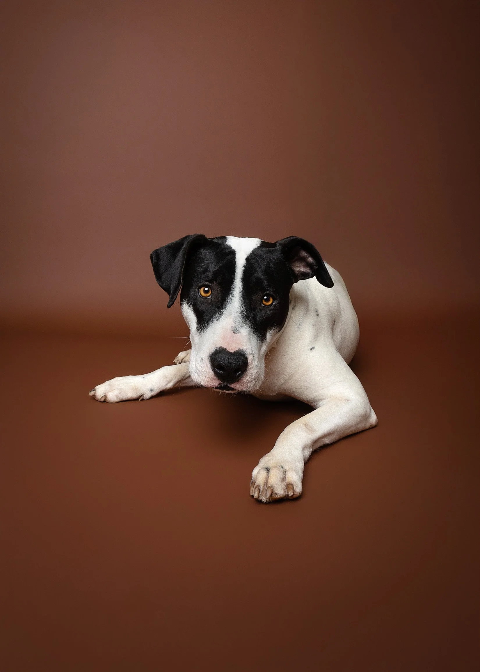 Dog cake smash Adelaide -12.jpg