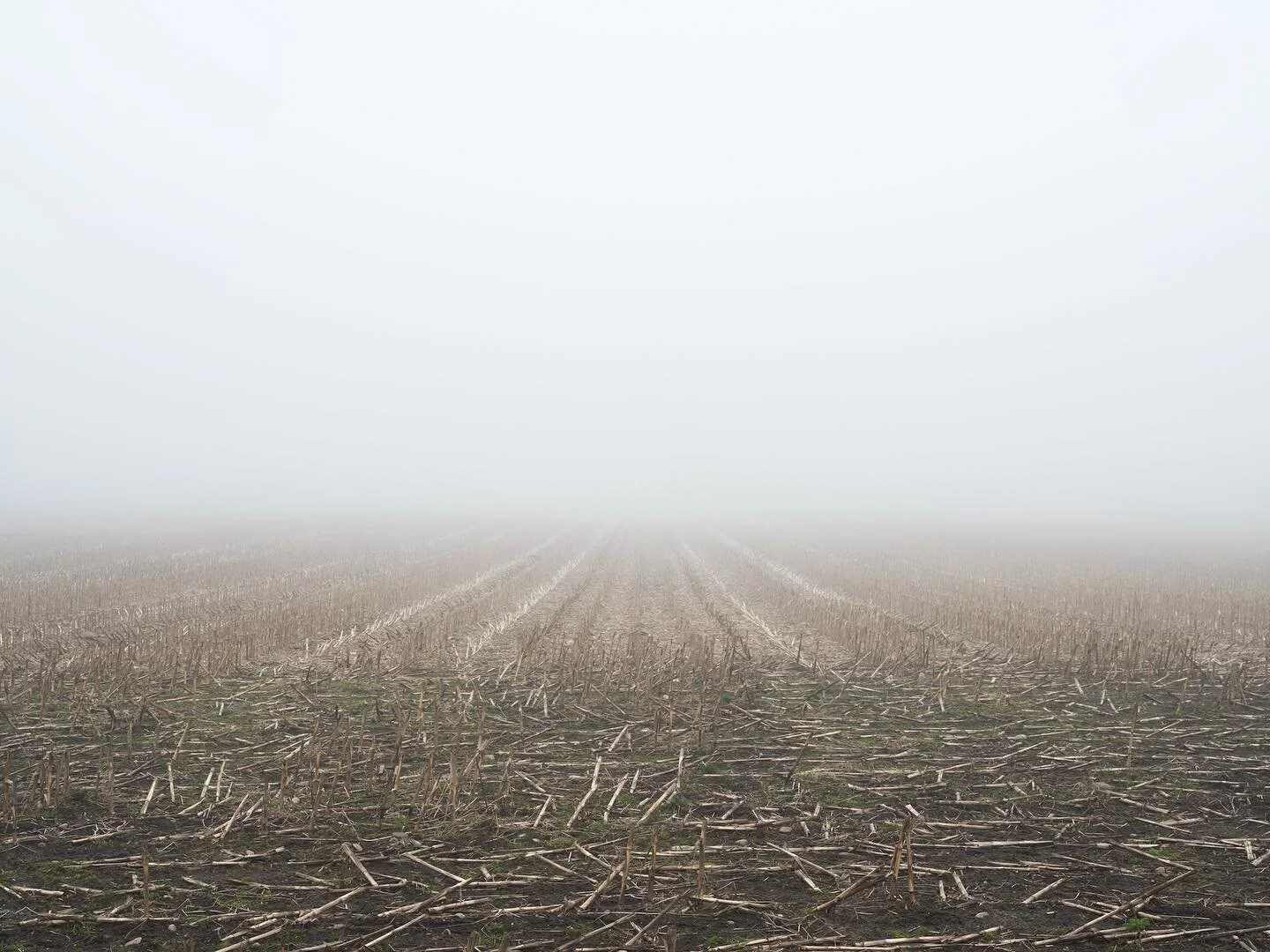 Dimma, vad jag &auml;lskar dimma.