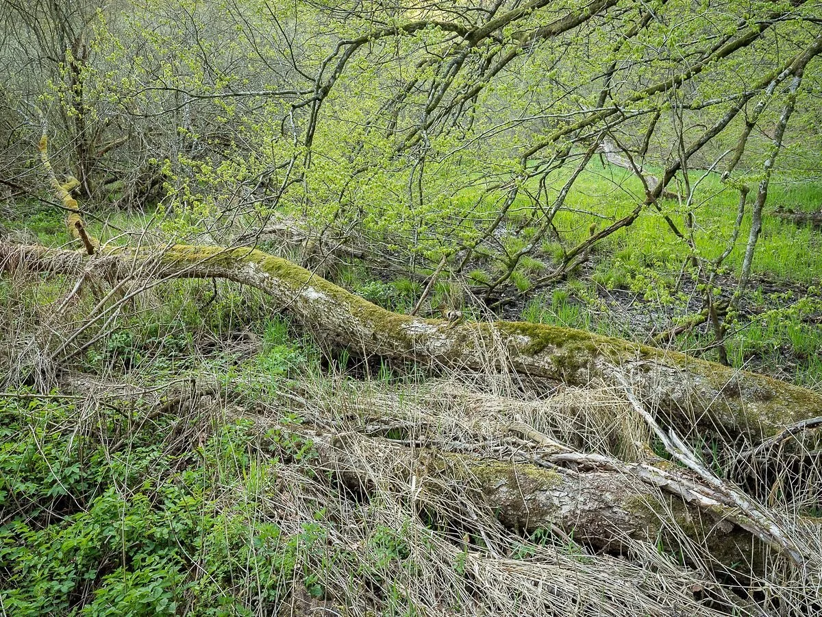 Det &auml;r v&auml;l snart v&aring;r? Eller? 
Fr&aring;n en fin majmorgon p&aring; S&ouml;ders&aring;sen i Sk&aring;ne.