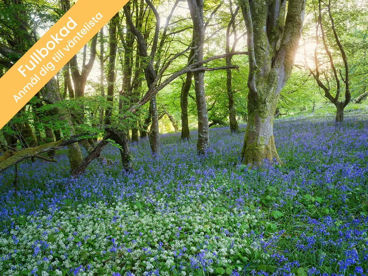 Bluebells, vattenfall och landskap i södra Wales