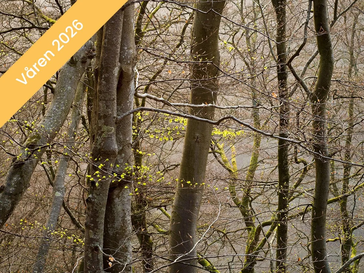 Stanna hemma: Intima landskap