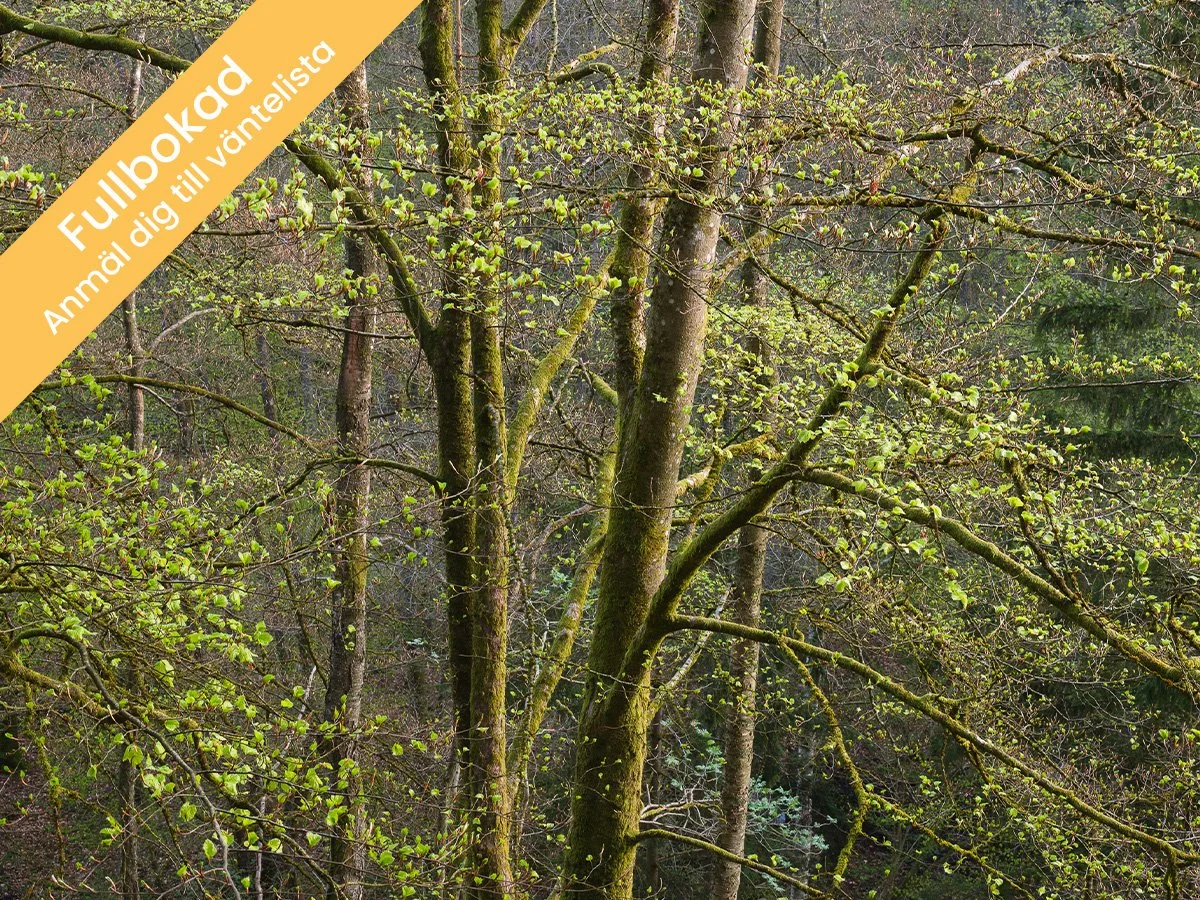 Intima landskap - Söderåsen, Skåne