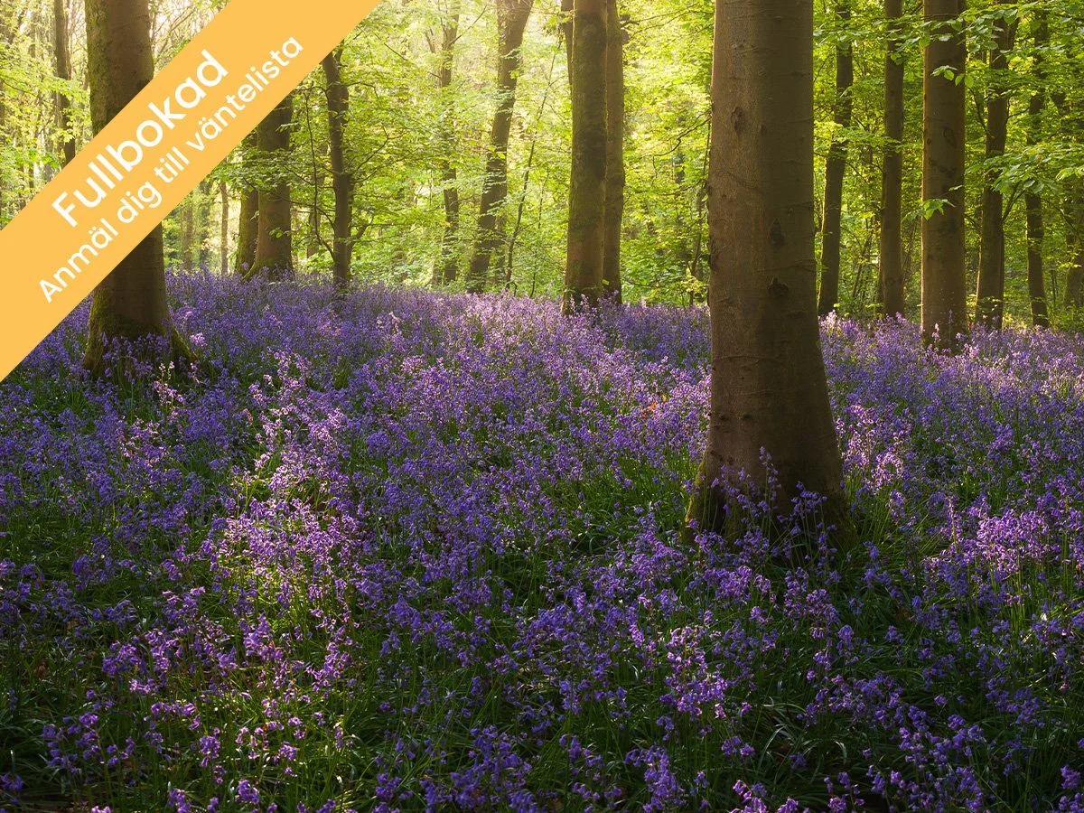 Vår i södra Wales -  Bluebells, vattenfall och böljade landskap
