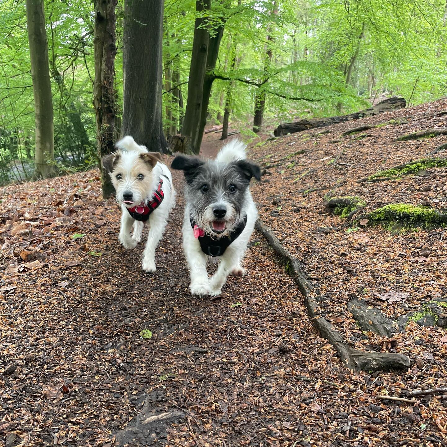 A couple of snaps from todays woodland walk 🐶💕