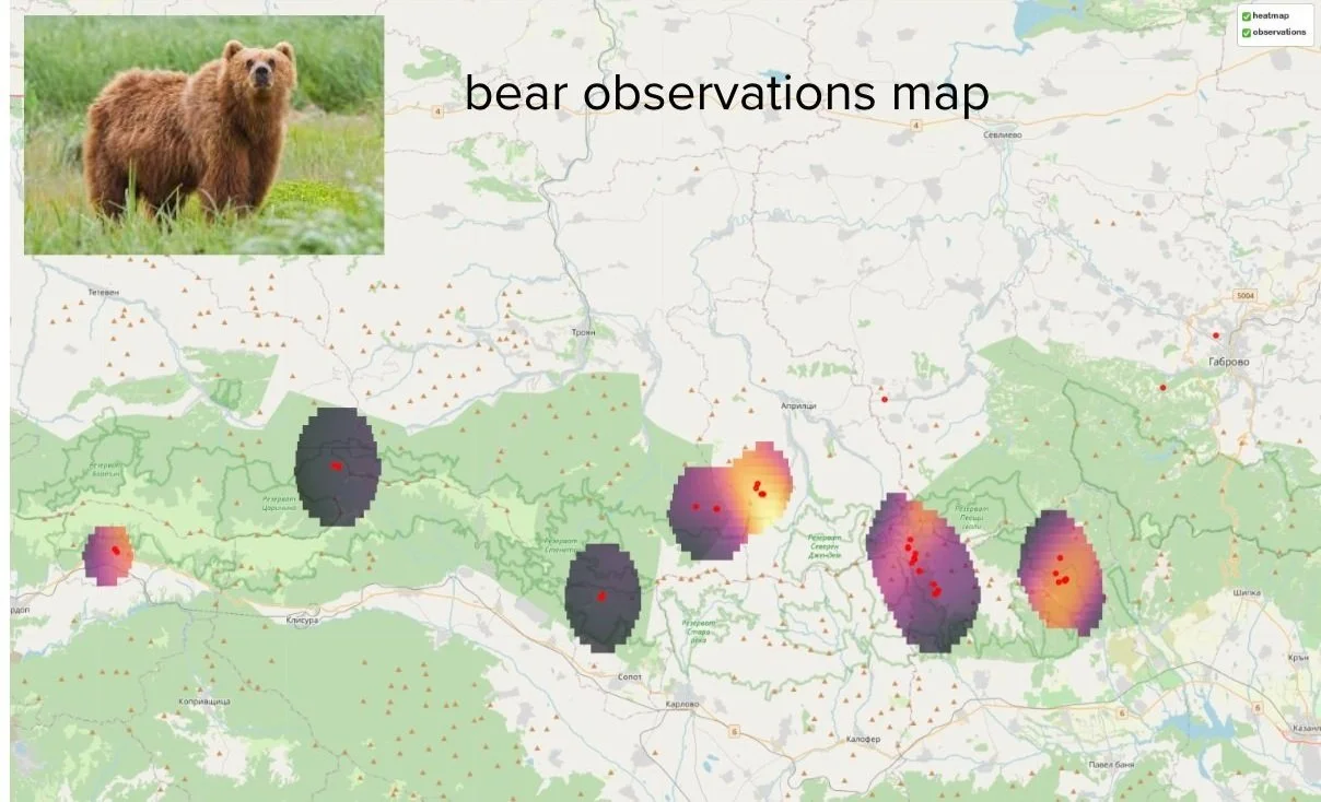 Map showing bear observation hotspots in a specific region with a heatmap and an image of a bear.