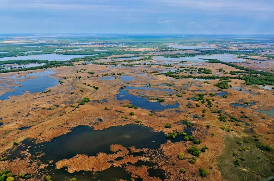 Aerial view of wetland landscape with patches of water and vegetation.