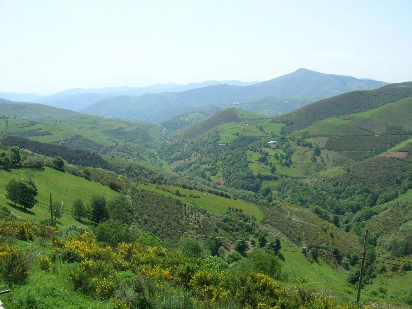 Panoramic view of lush green hills and valleys with scattered trees and wildflowers, under a clear sky.