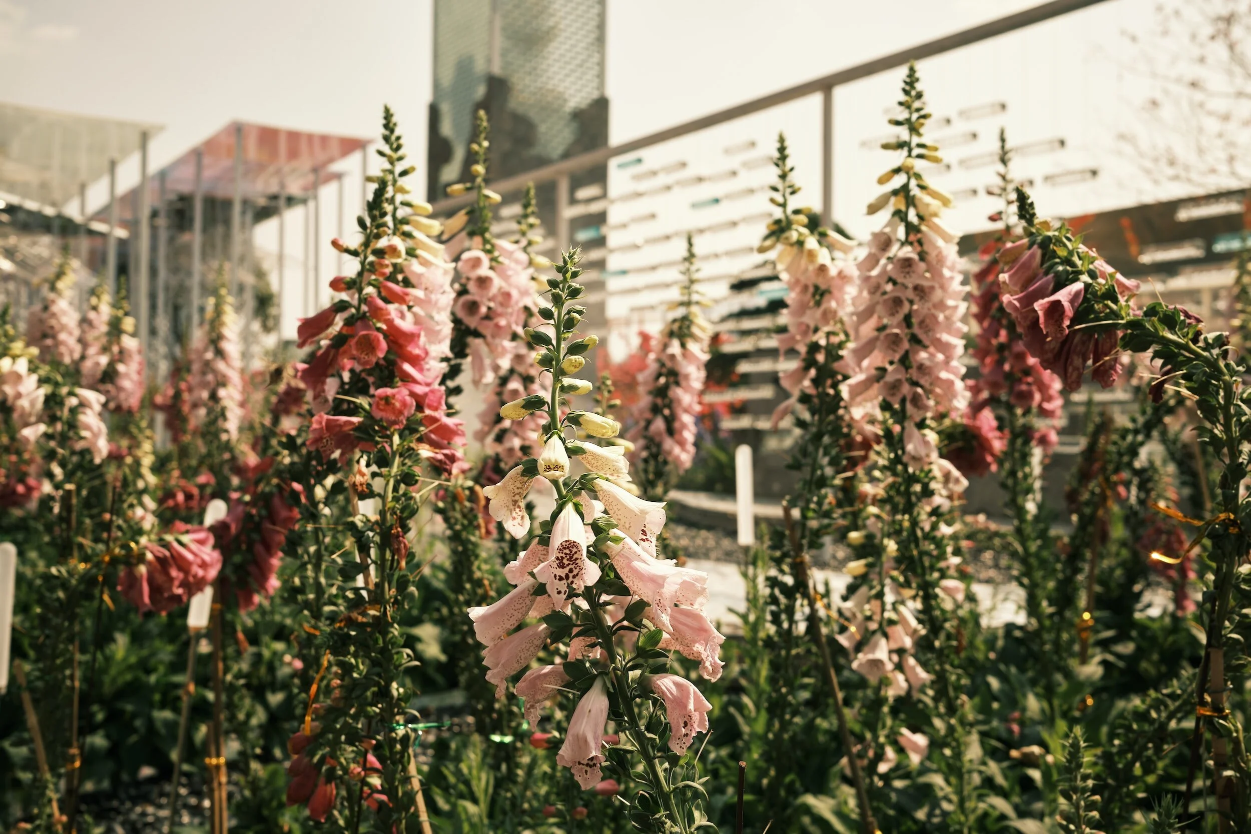 Foxgloves and Roses: Premier Oxfordshire Wedding Florist | Timeless ...