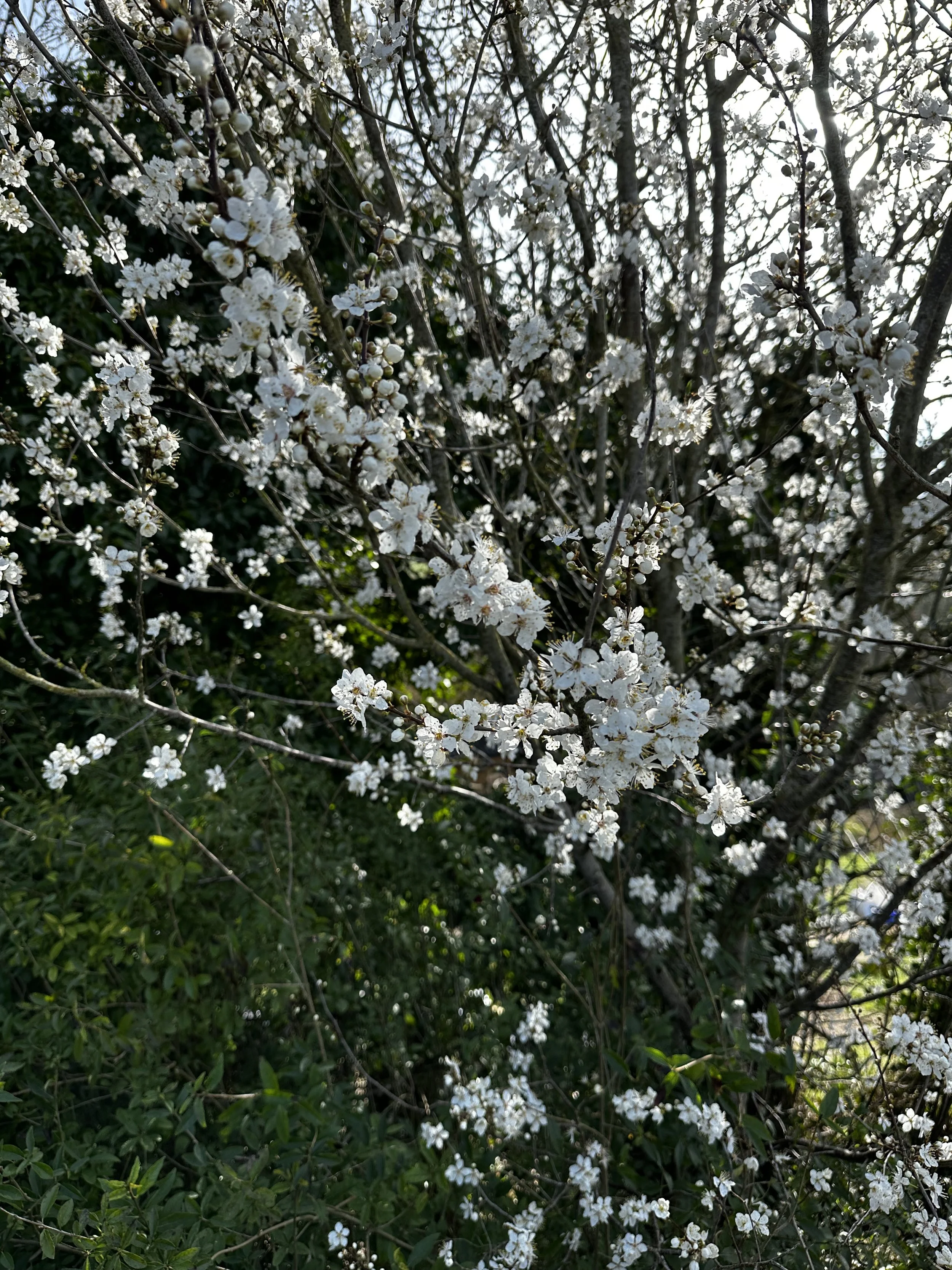 A close-up view of tree branches with white blossoms, set against a background of more branches and some green foliage, with sunlight filtering through.