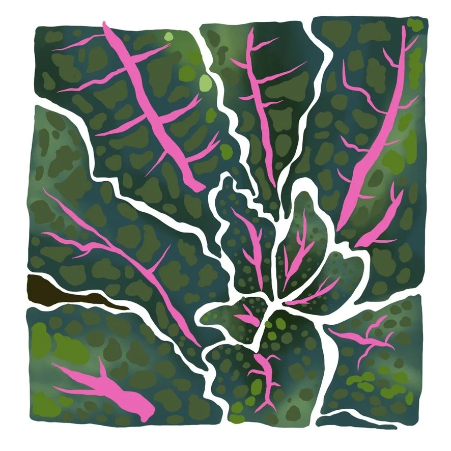 Kale-- One Fine Day Series