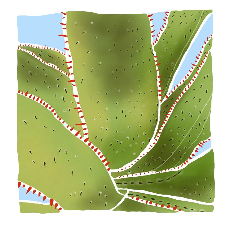 Catus-- One Fine Day Series