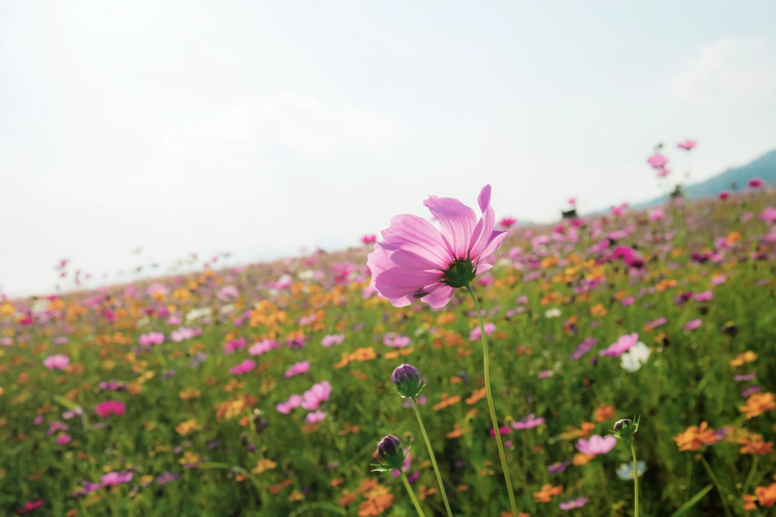 Flower field with one big flower standing out