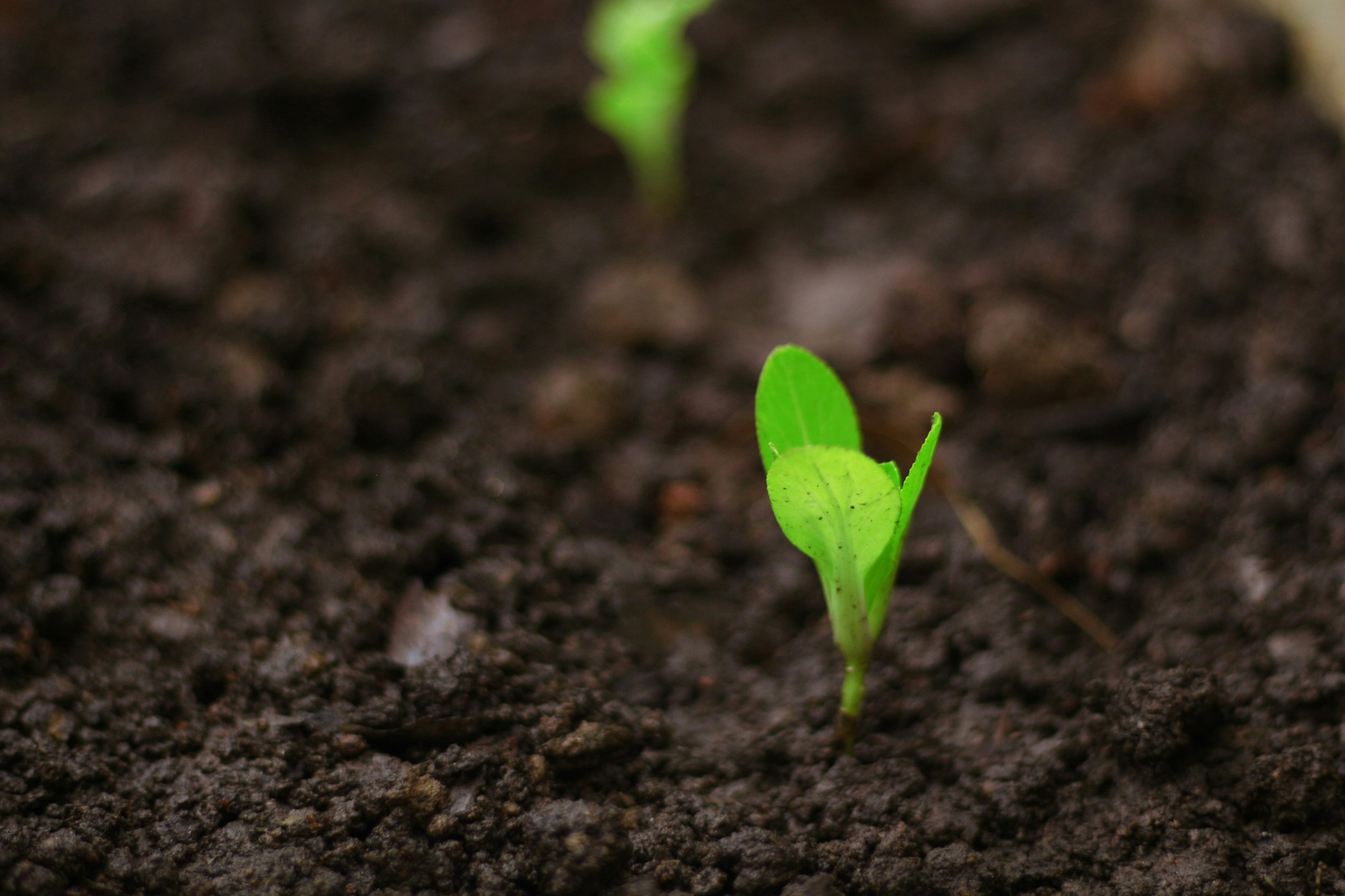 Helping good things grow 🌱