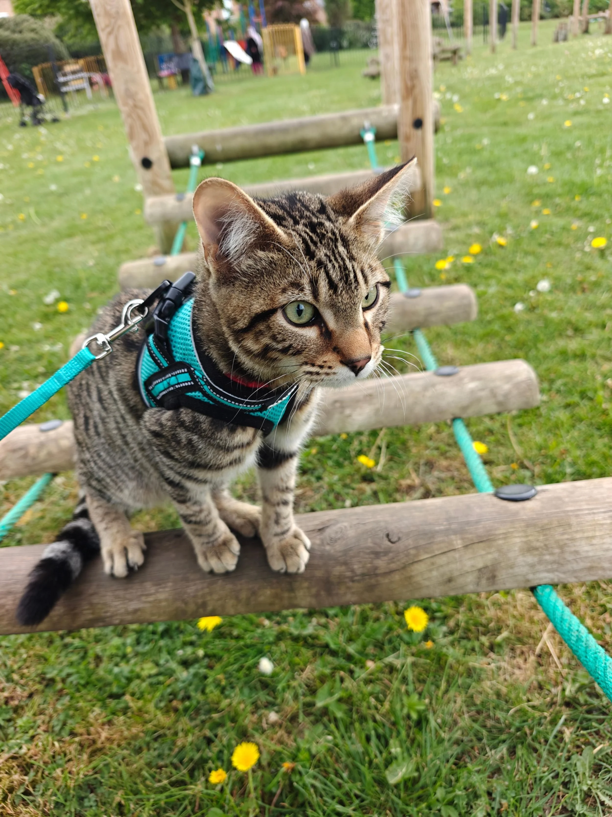 Beautiful green eyed kitten in his first harness at the park