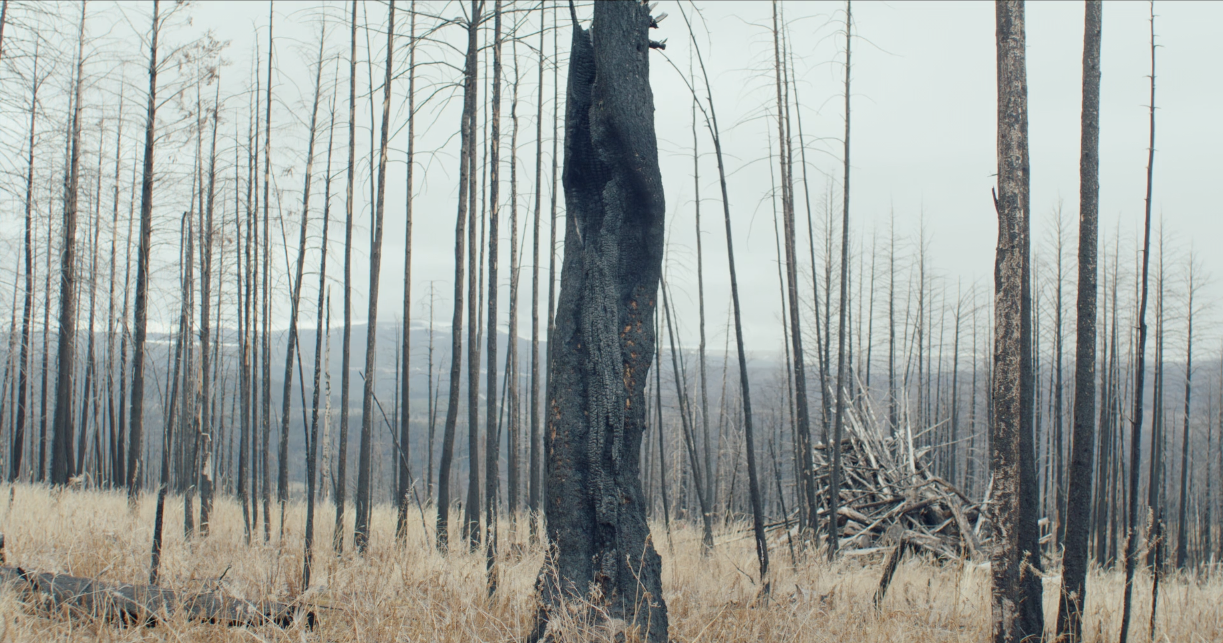 Screenshot 2026-04-16 at 1.01.32 PM.png