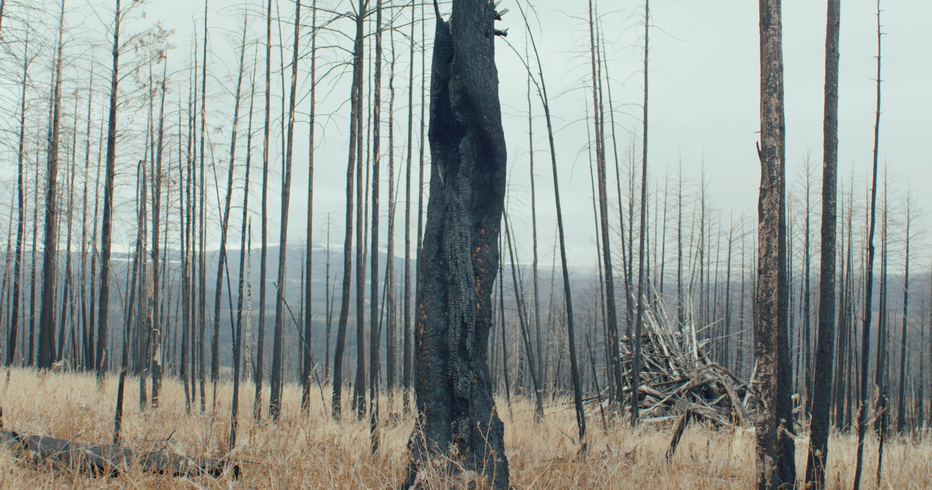 Screen Shot 2025-05-19 at 2.09.48 PM.png