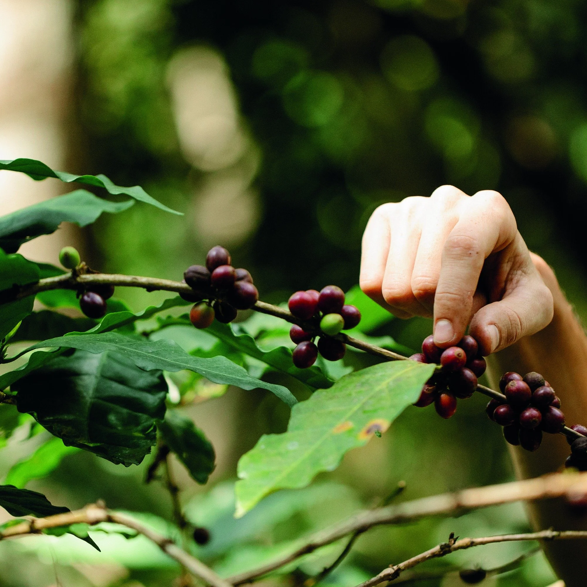 The longer term relationships between roaster and farmer provides the farmer with a feedback loop and the financial security (and sustainability) necessary to invest in future harvests. The higher prices paid for a specialty lot - typically, from 20%