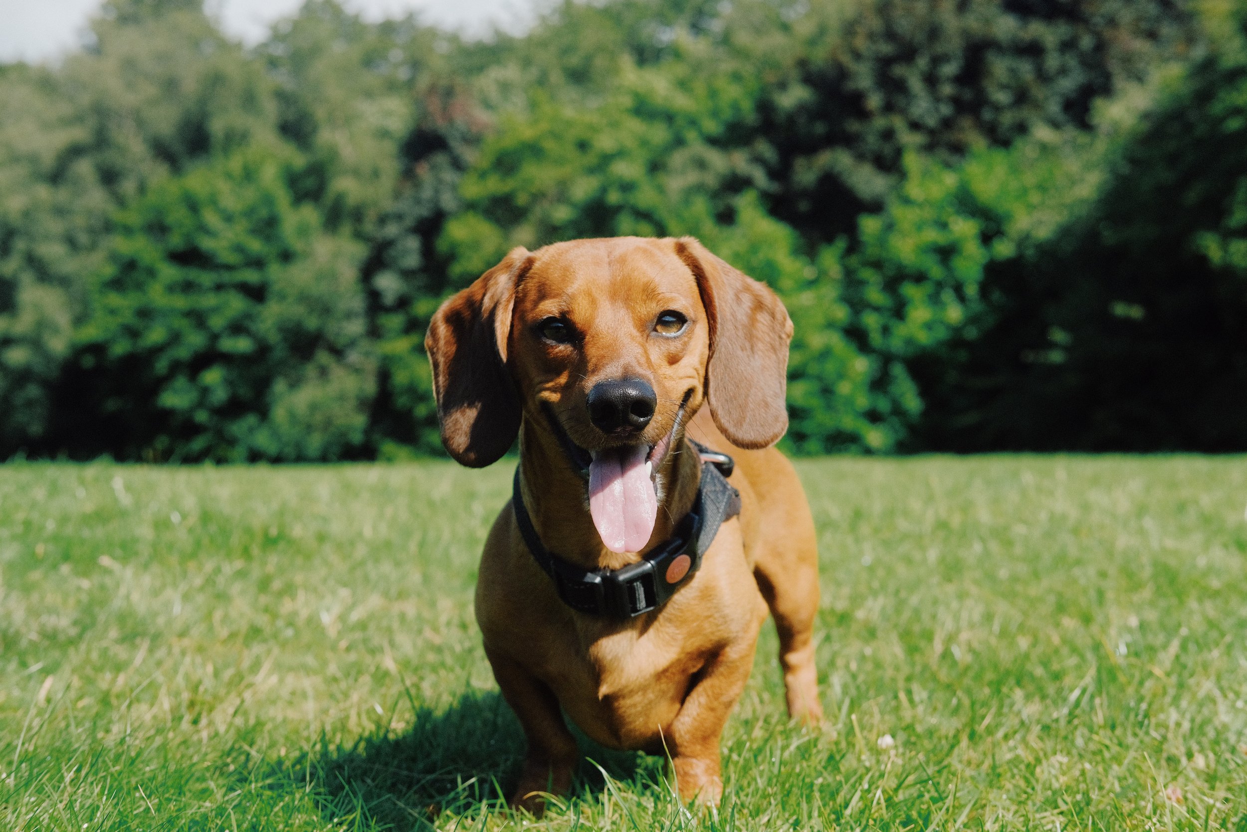 How to be an environmentally friendly pet owner