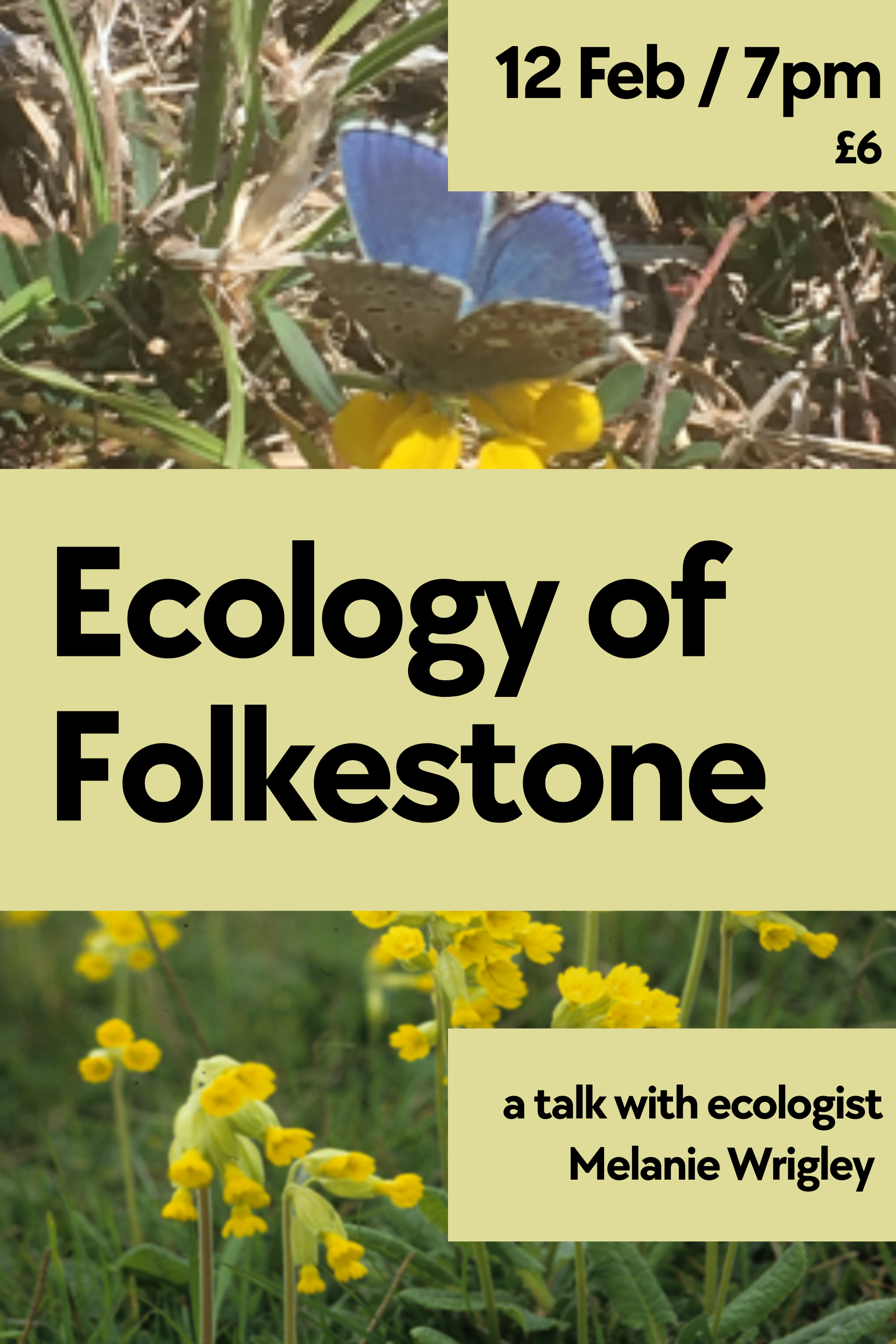 Ecology of Folkestone / a talk from Melanie Wrigley - ecologist / 12th Feb / 7pm