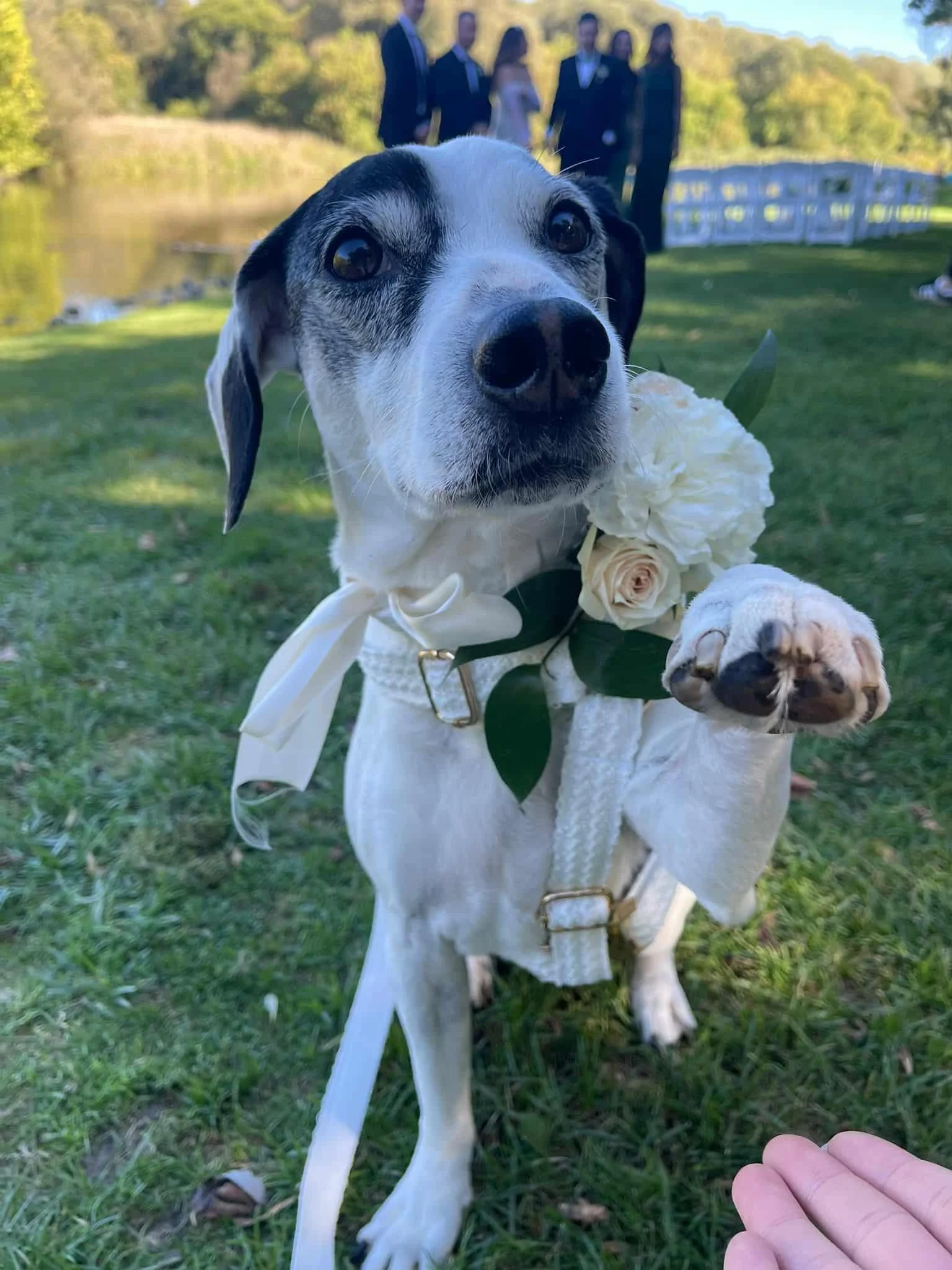 Black Dog Weddings Predicts: 2026 Wedding Trends We’re Loving