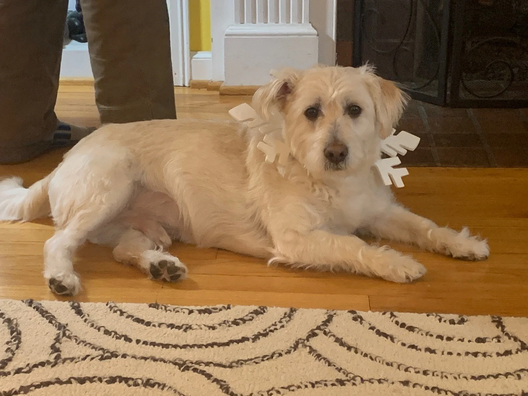 December 2023 Pet of the Month: Meet Max Brunner!