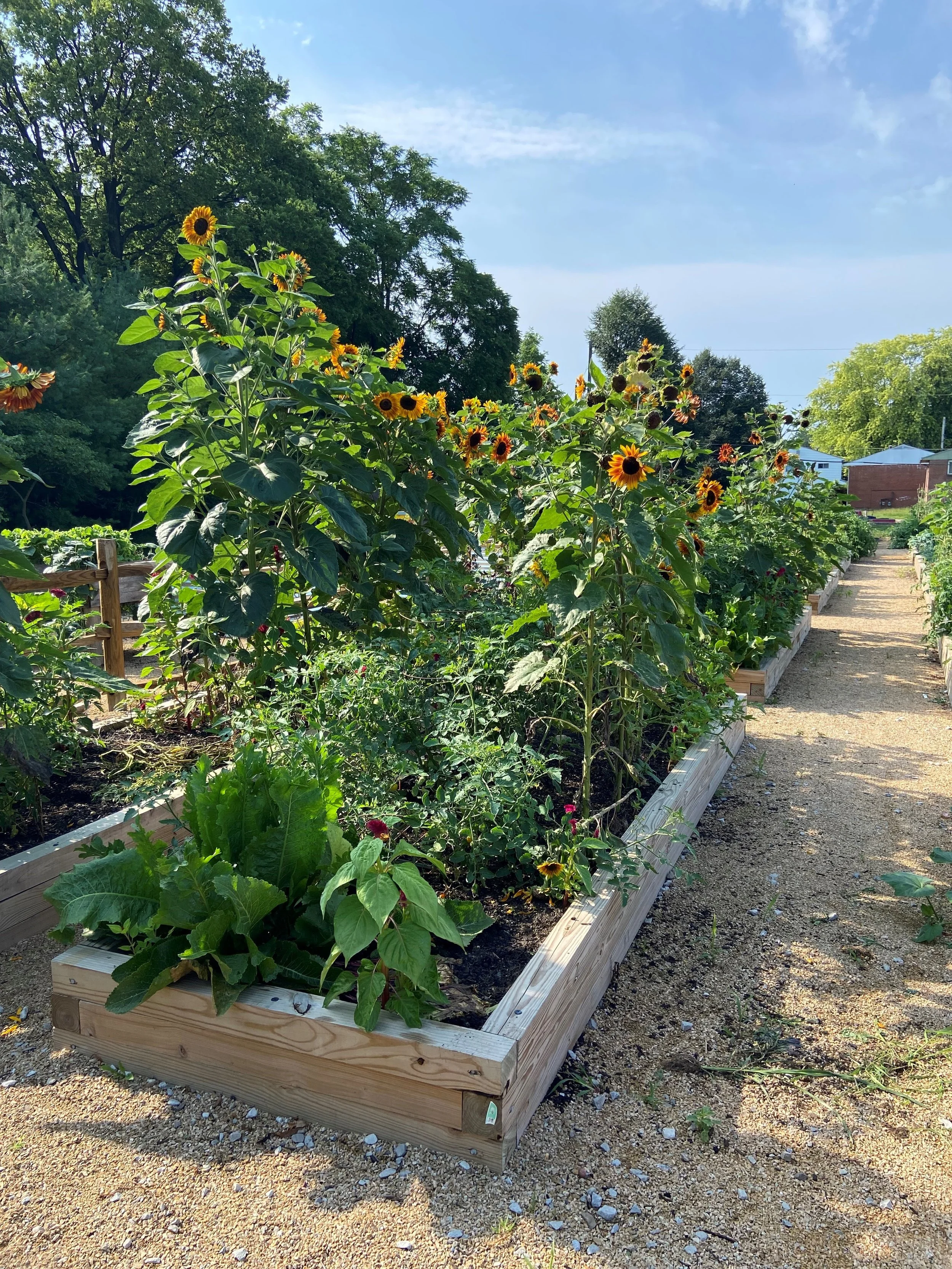 Growing Bexley
