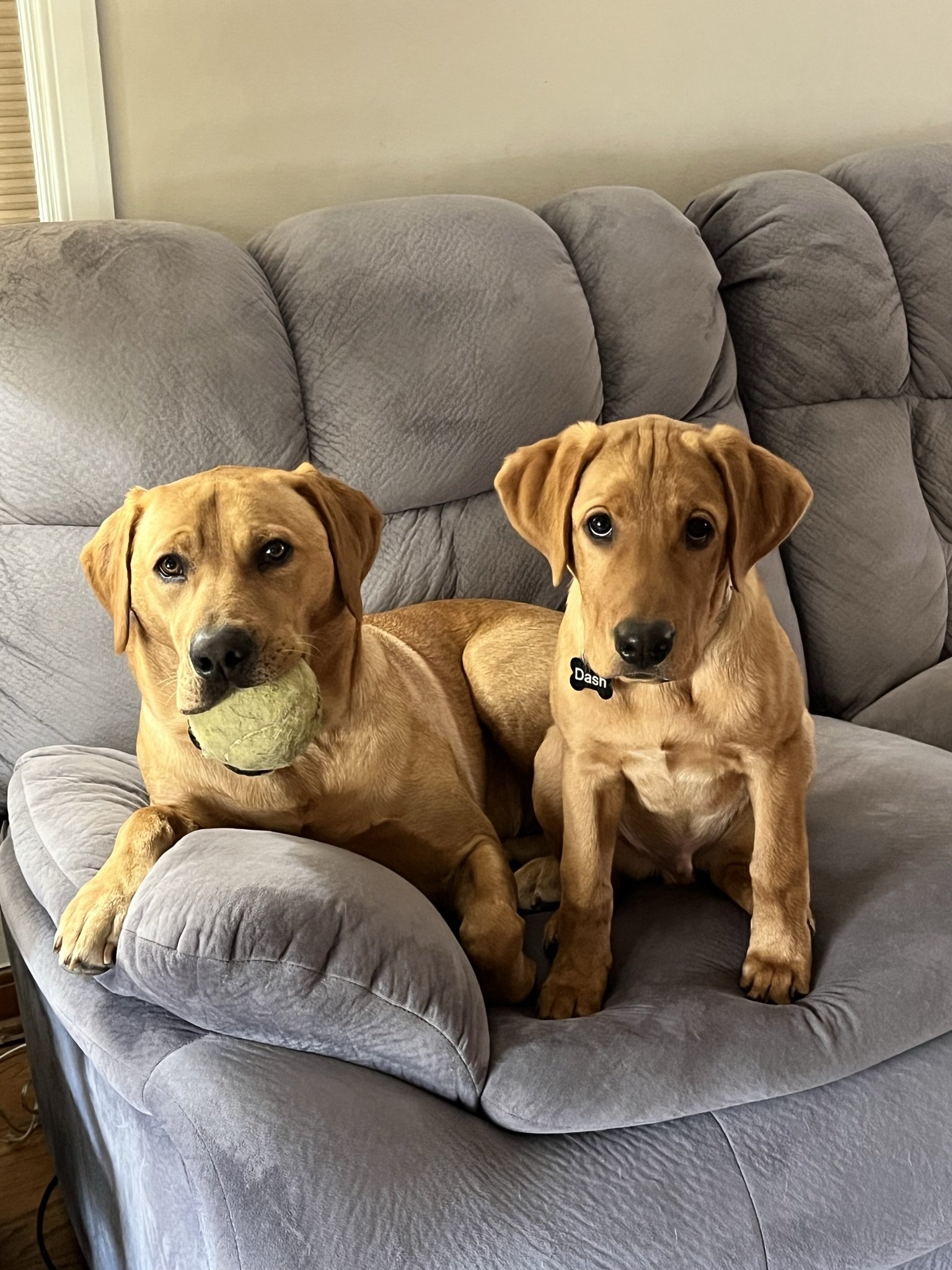 May 2023 Pet of the Month: Meet Max &amp; Dash