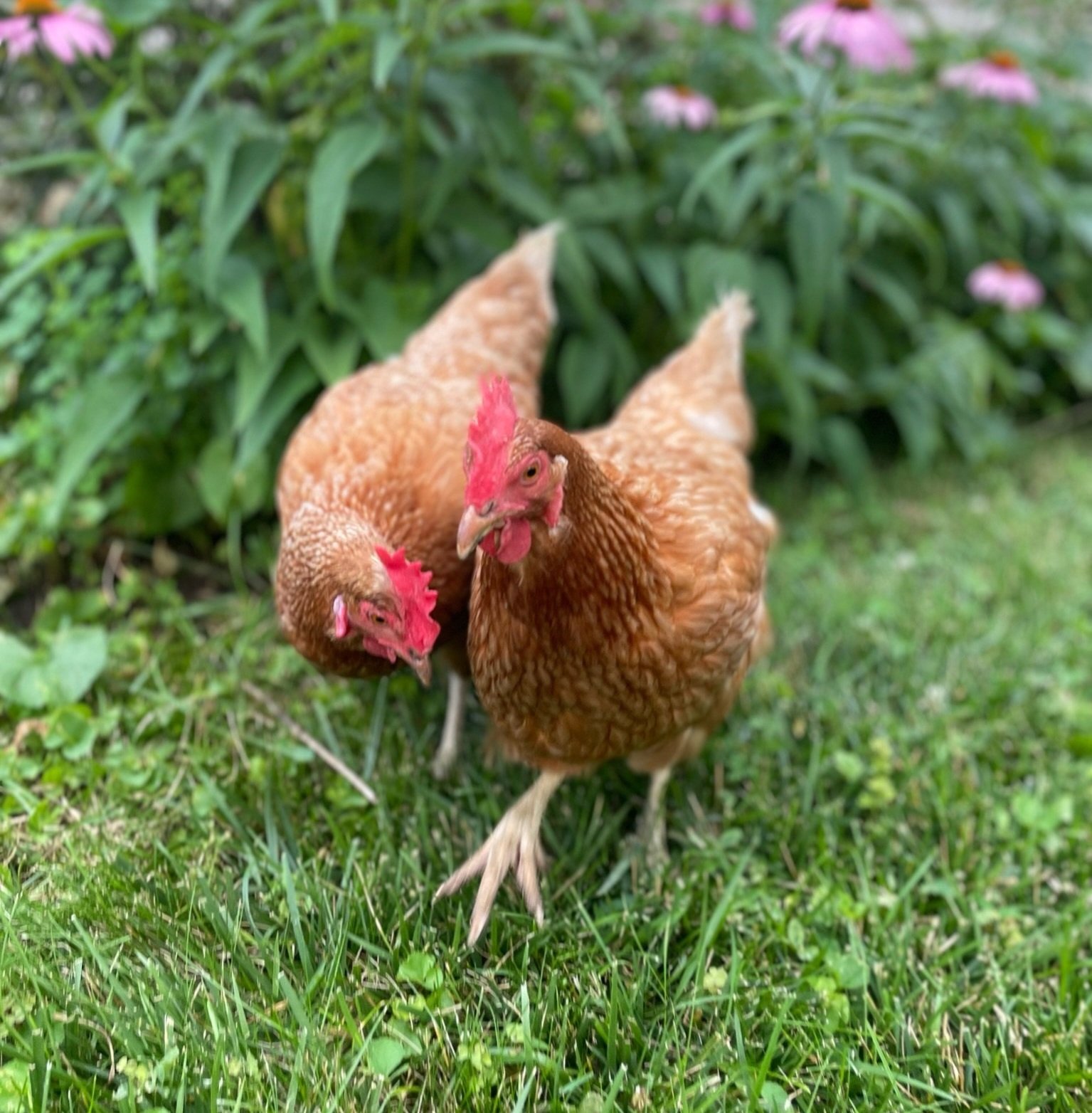 Cassady's Mother Cluckin' Chicken Tenders