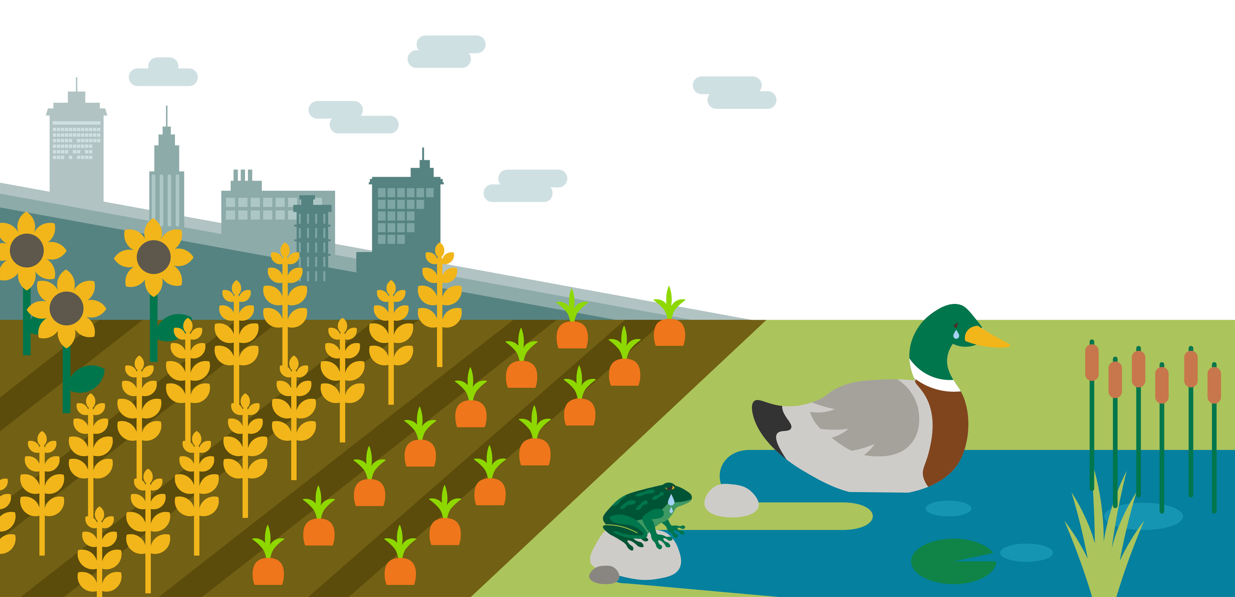Illustration showing reduction of wetland areas due to crops and human settlements